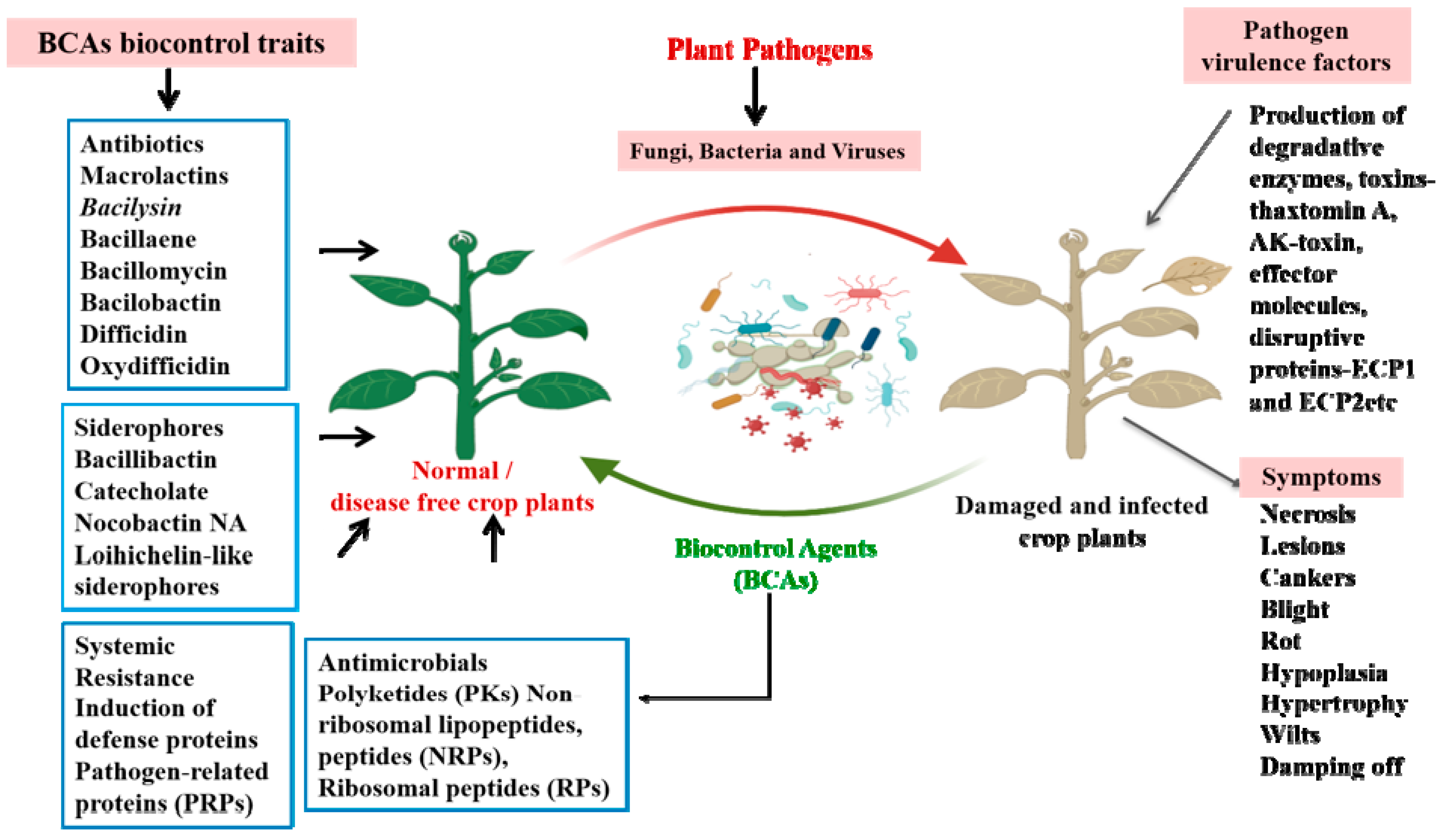 Horticulturae 10 00805 g001