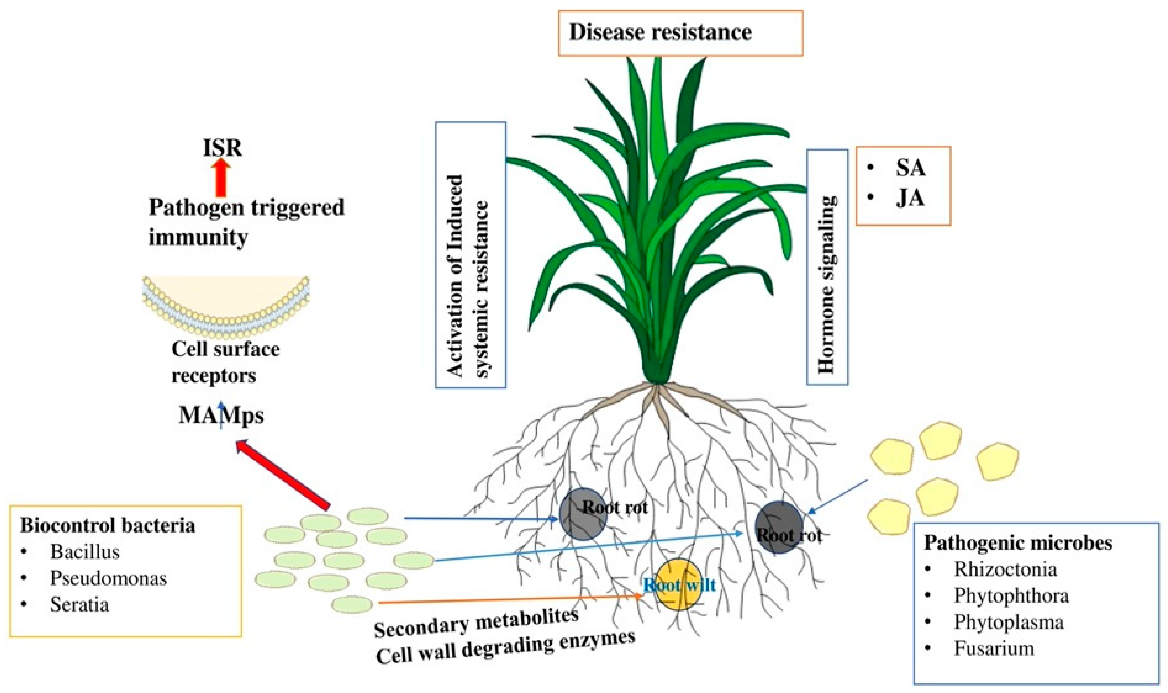 Horticulturae 10 00805 g002