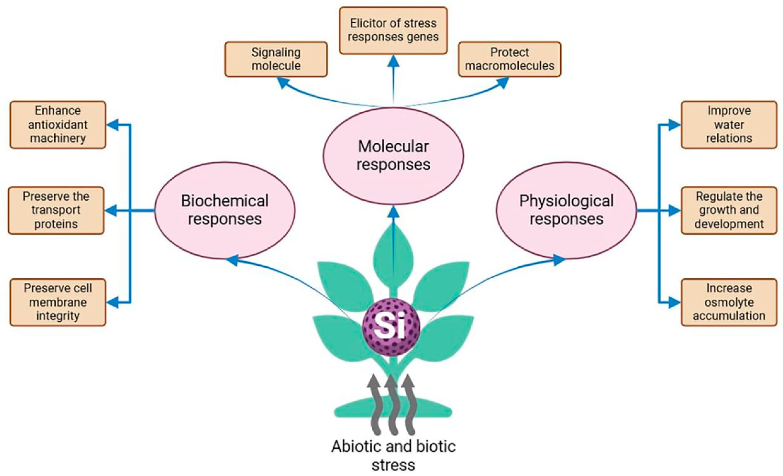 Horticulturae 10 00806 g001