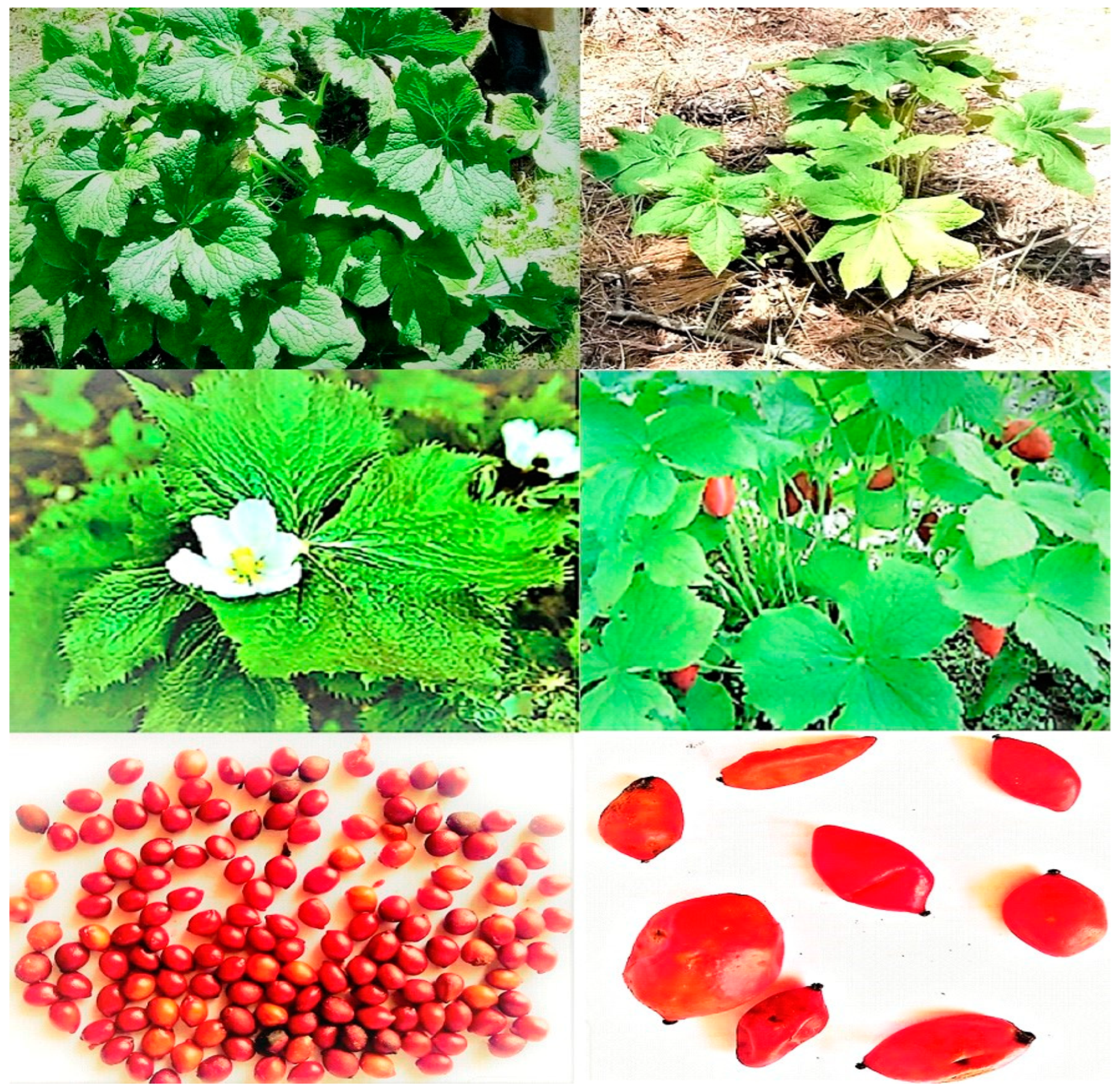 Horticulturae 10 00809 g001