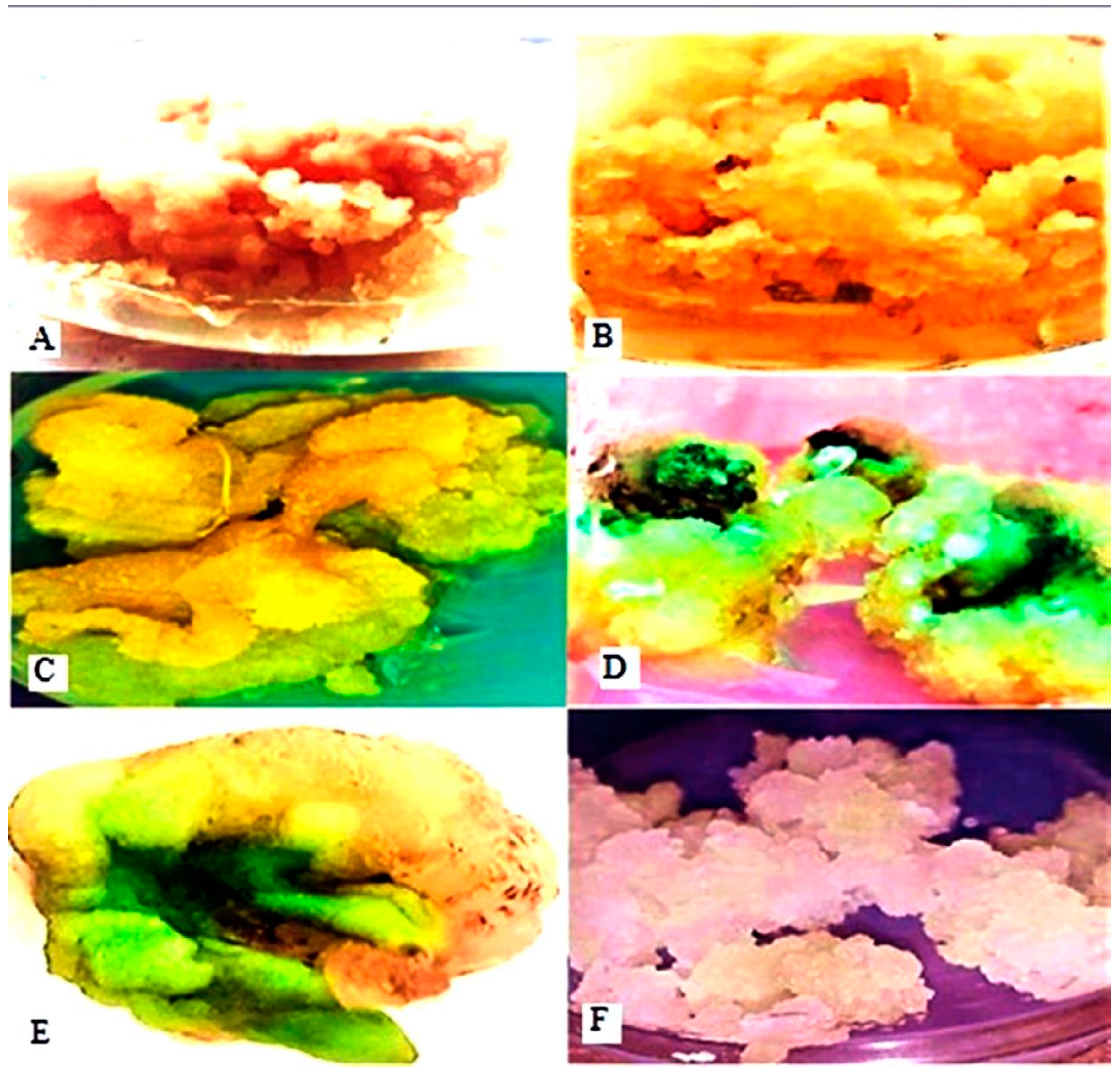 Horticulturae 10 00809 g004