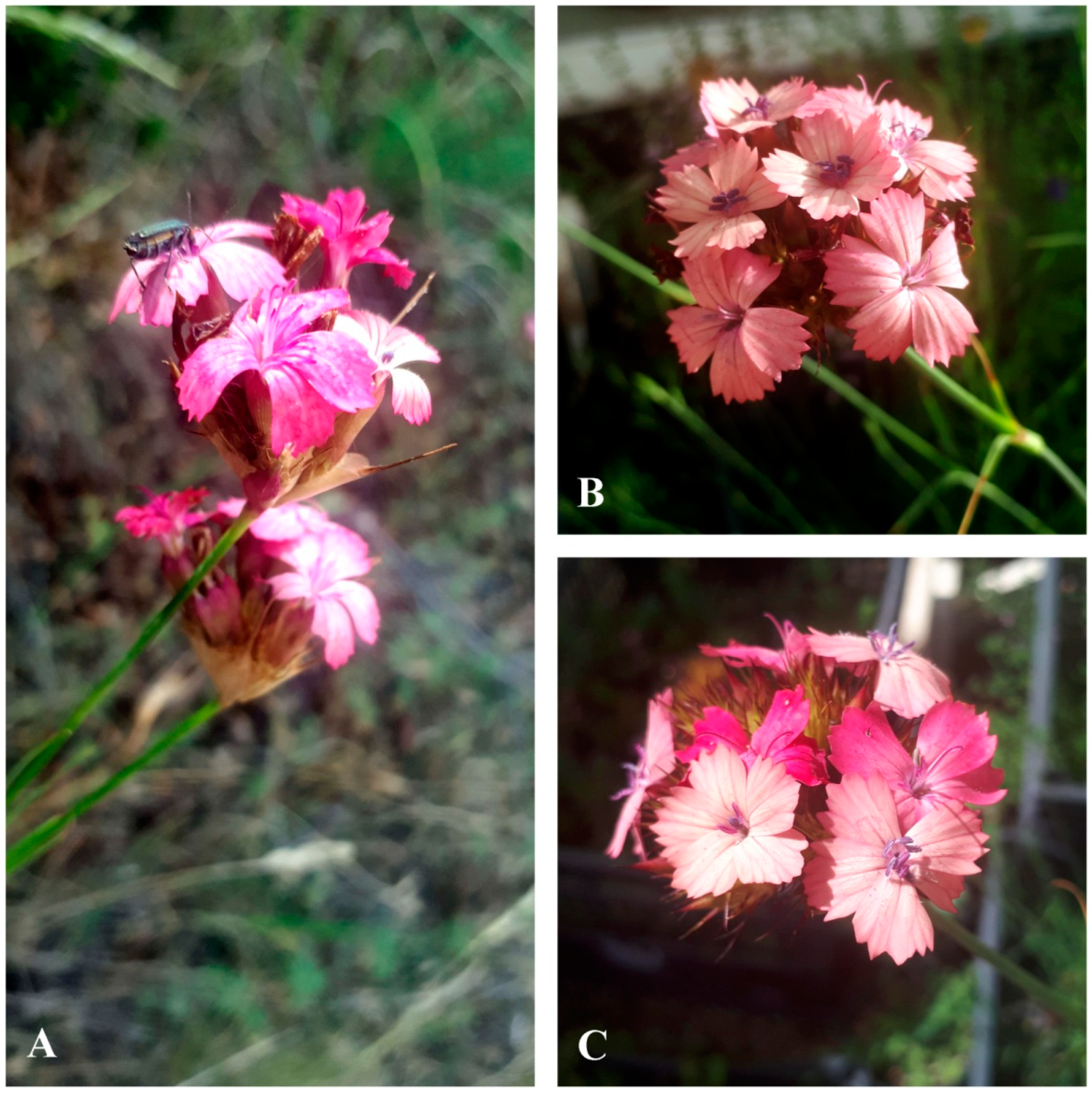 Horticulturae 10 00813 g001