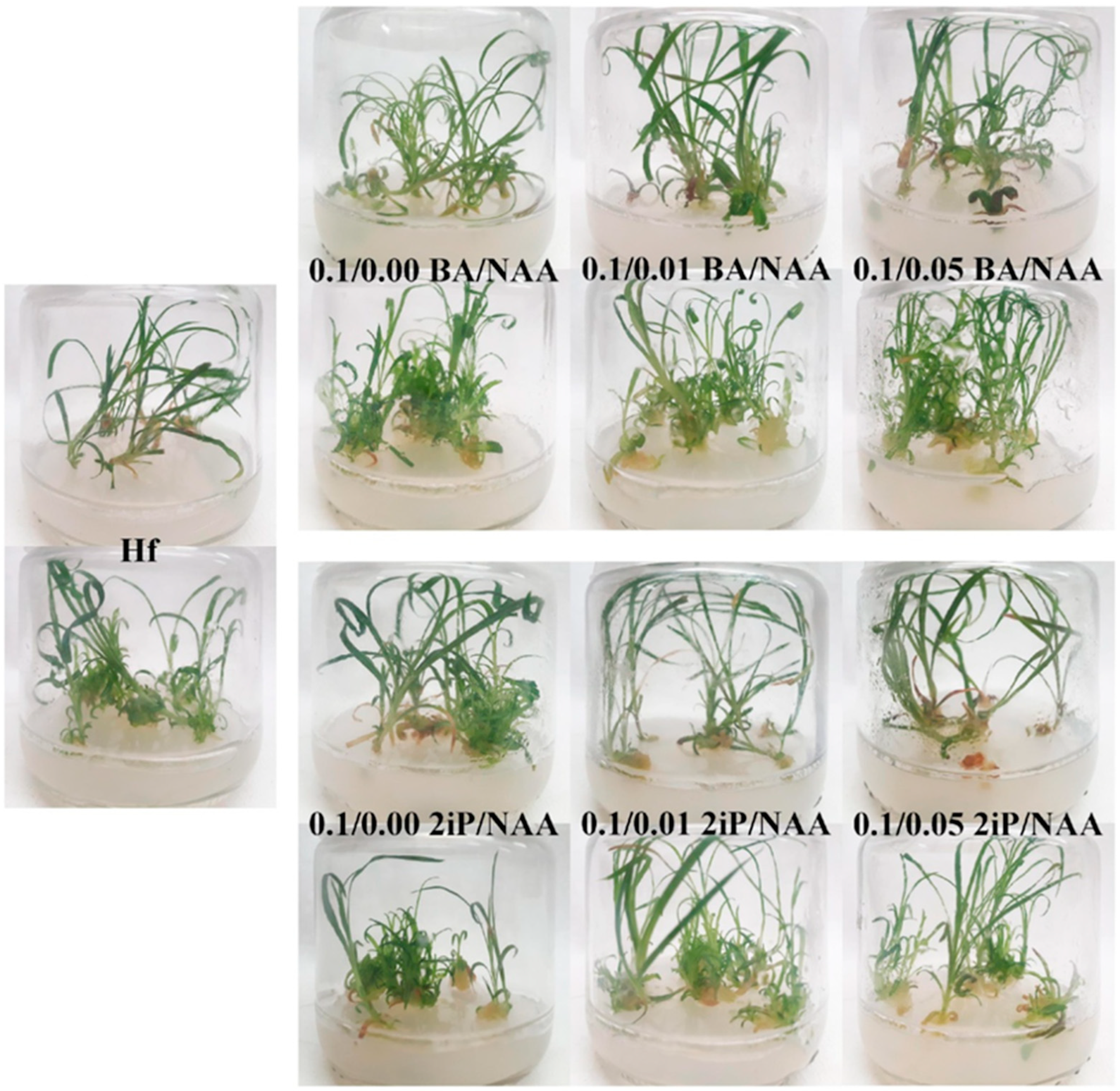 Horticulturae 10 00813 g004