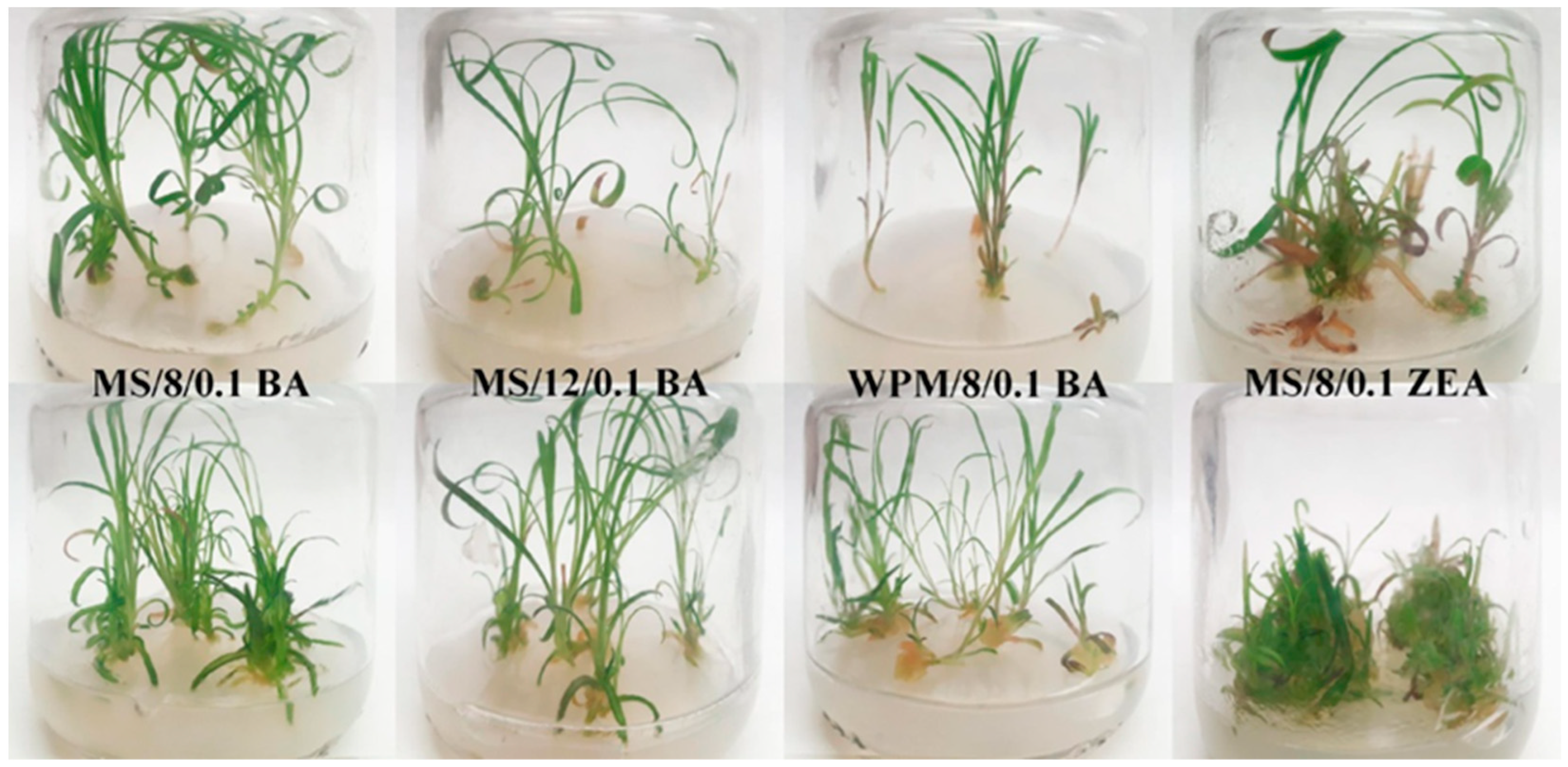 Horticulturae 10 00813 g005