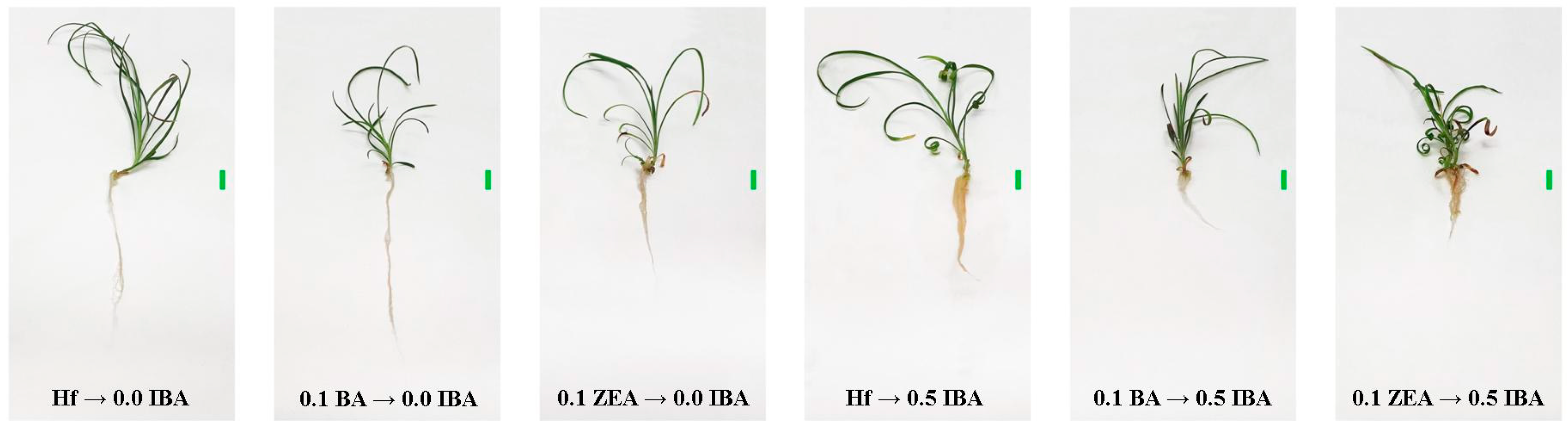 Horticulturae 10 00813 g006
