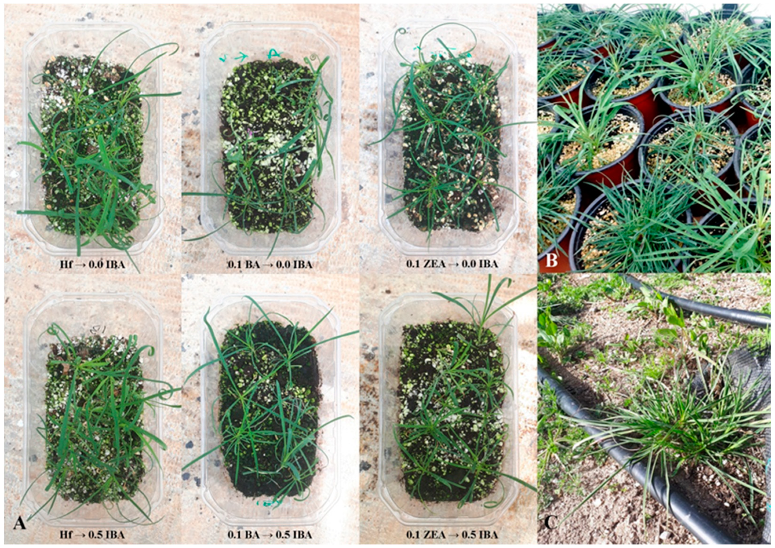 Horticulturae 10 00813 g007