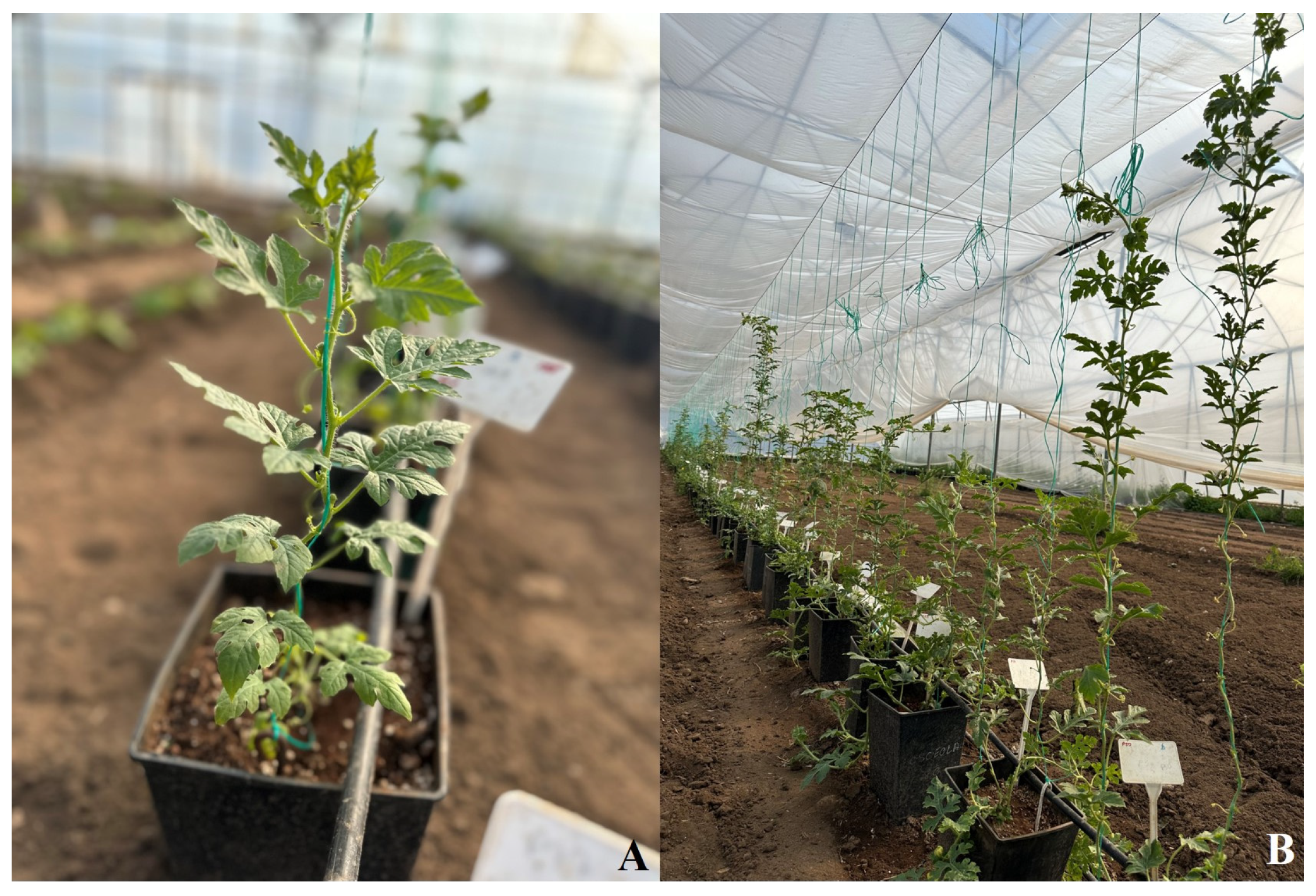 Horticulturae 10 00818 g001