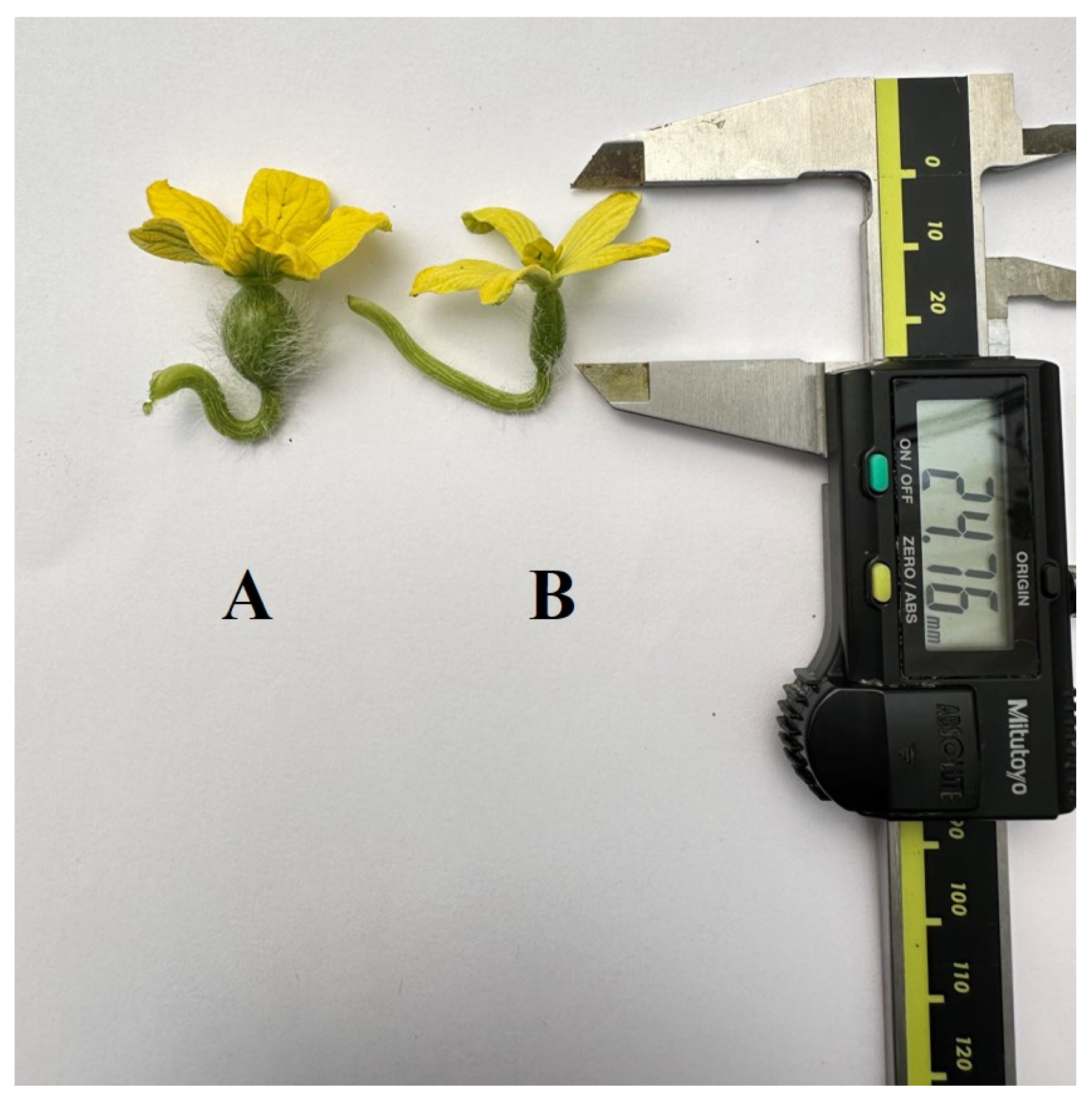 Horticulturae 10 00818 g006