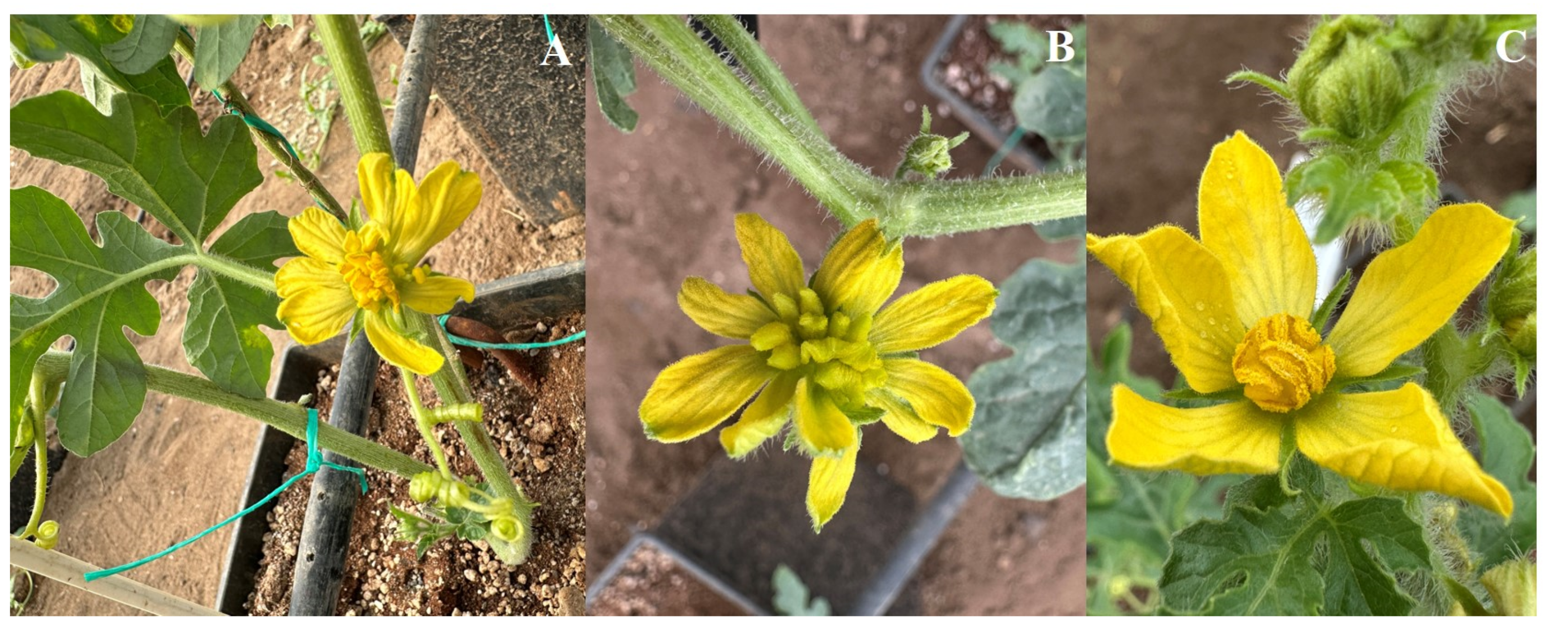 Horticulturae 10 00818 g007