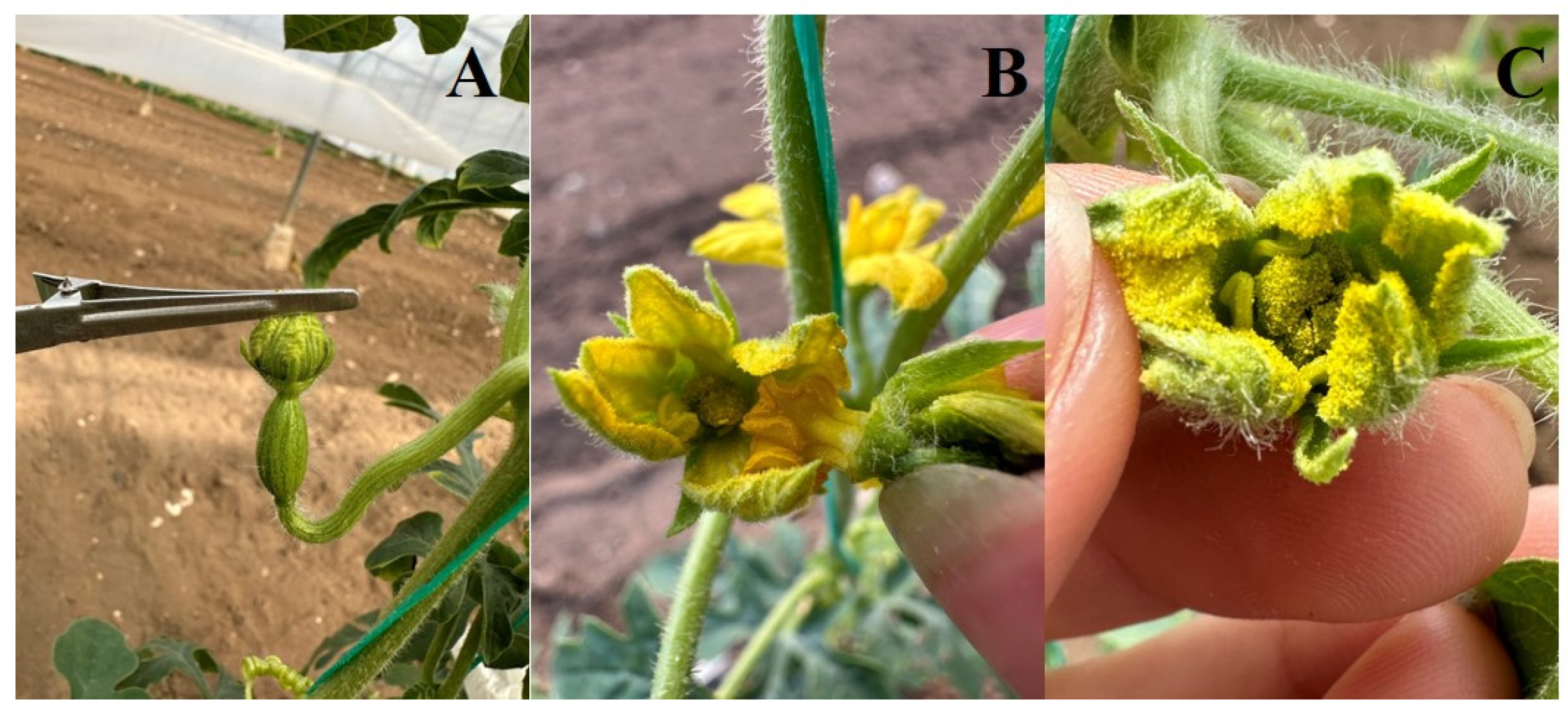 Horticulturae 10 00818 g008