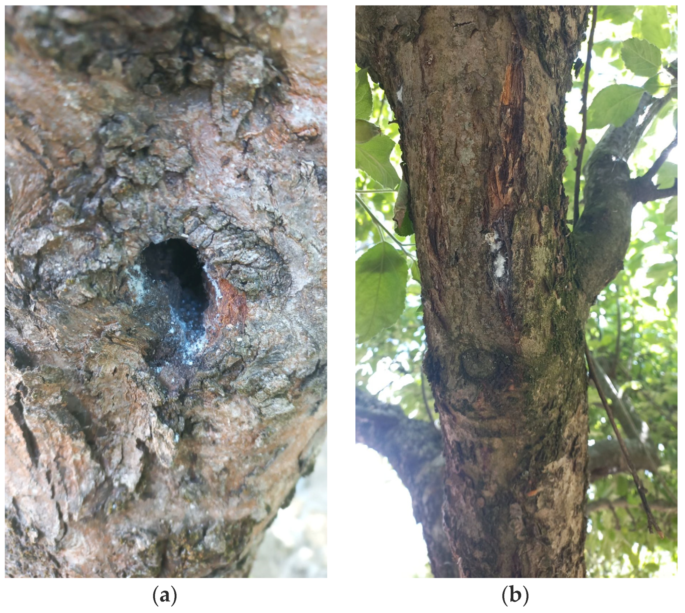 Horticulturae 10 00826 g001 Horticulturae 10 00826 g001