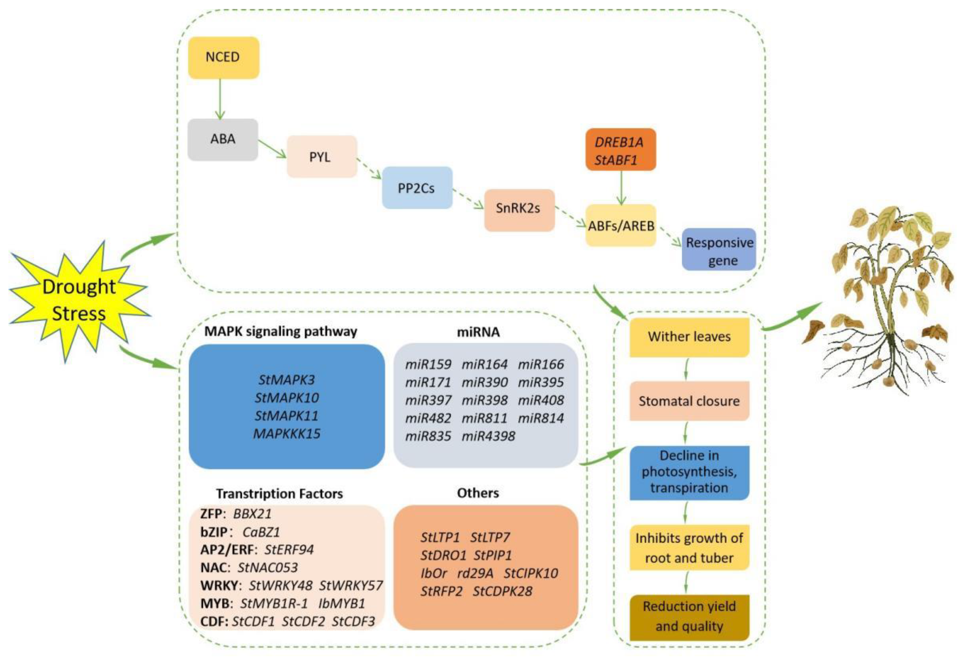 Horticulturae 10 00827 g002