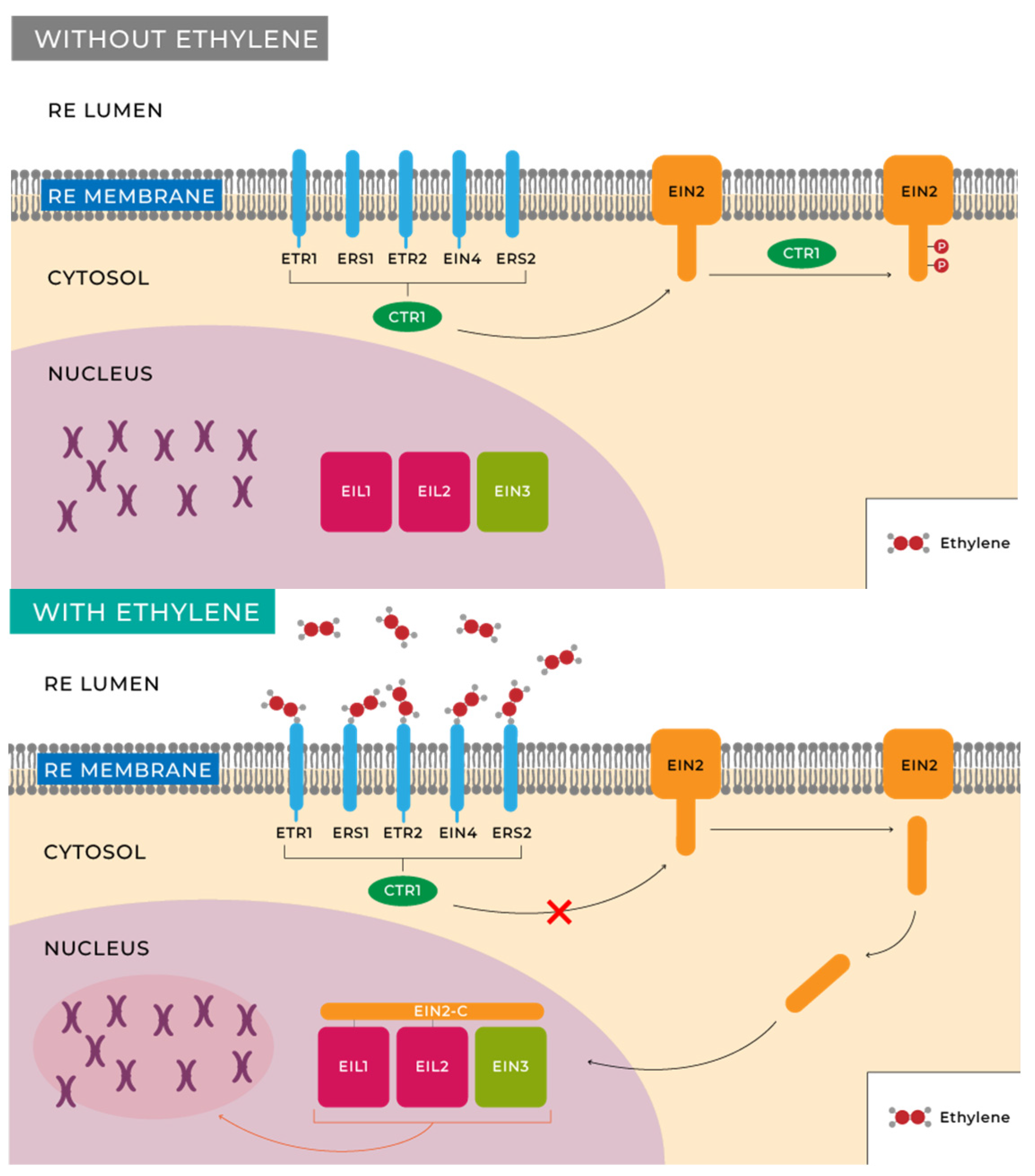 Horticulturae 10 00840 g003
