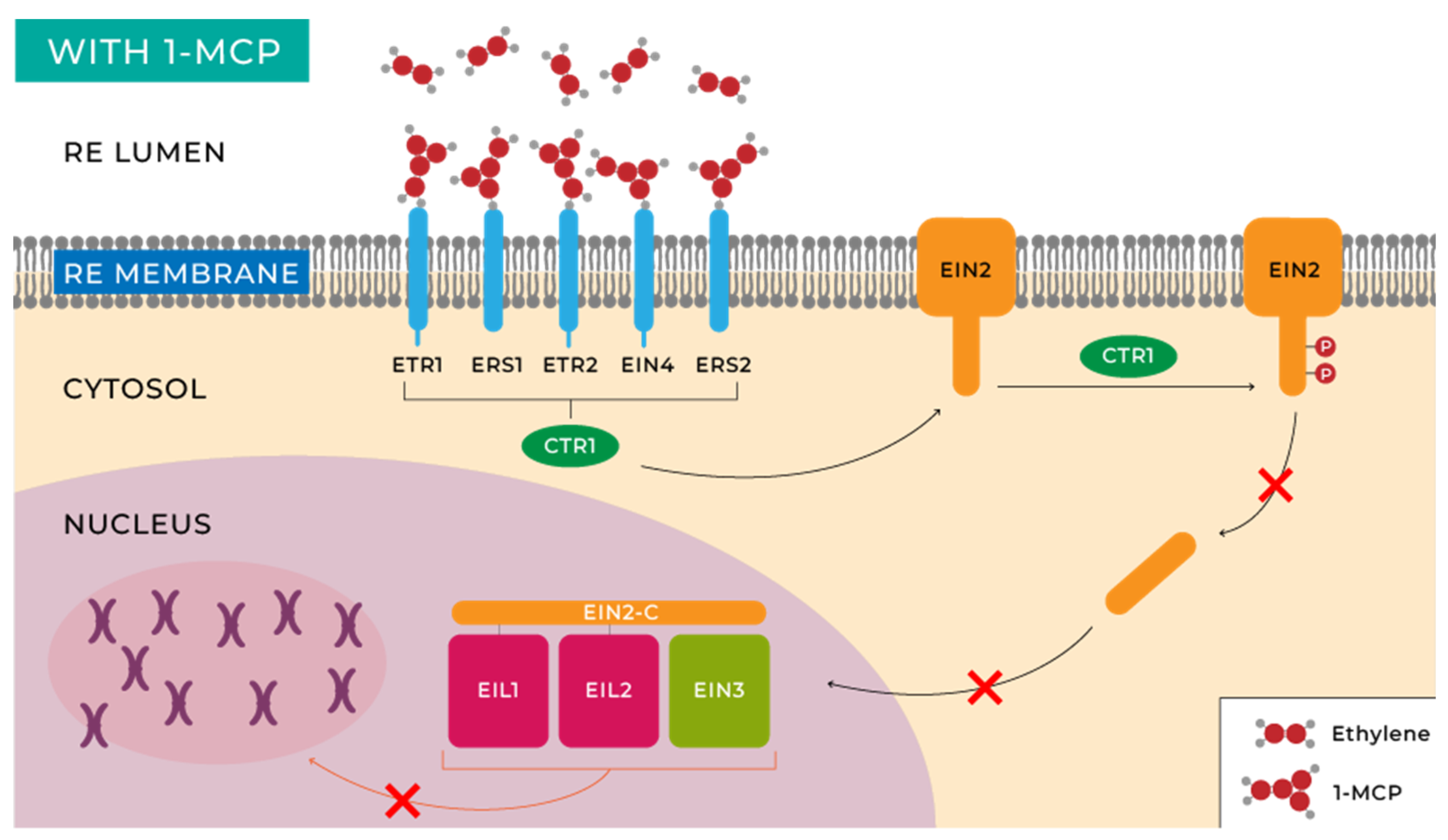 Horticulturae 10 00840 g005