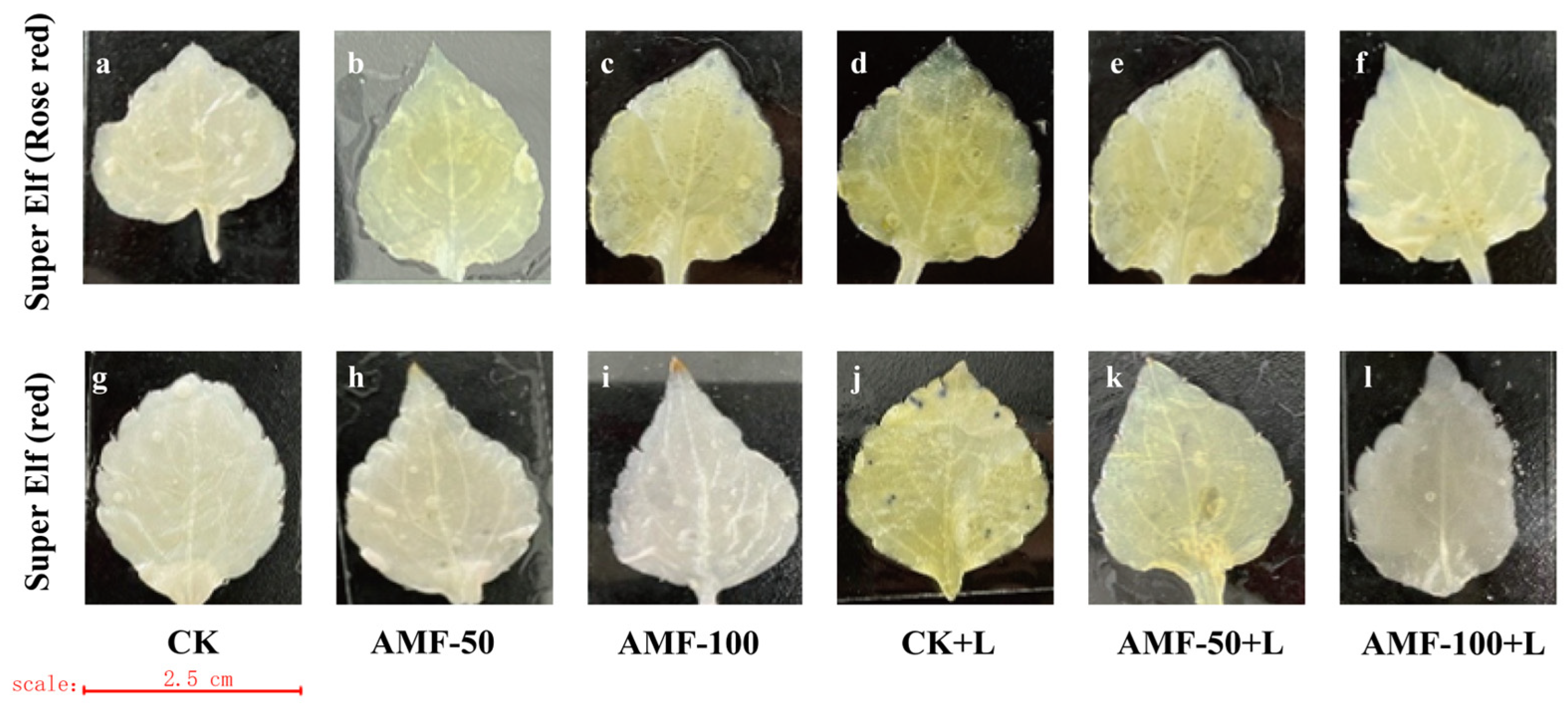 Horticulturae 10 00856 g004