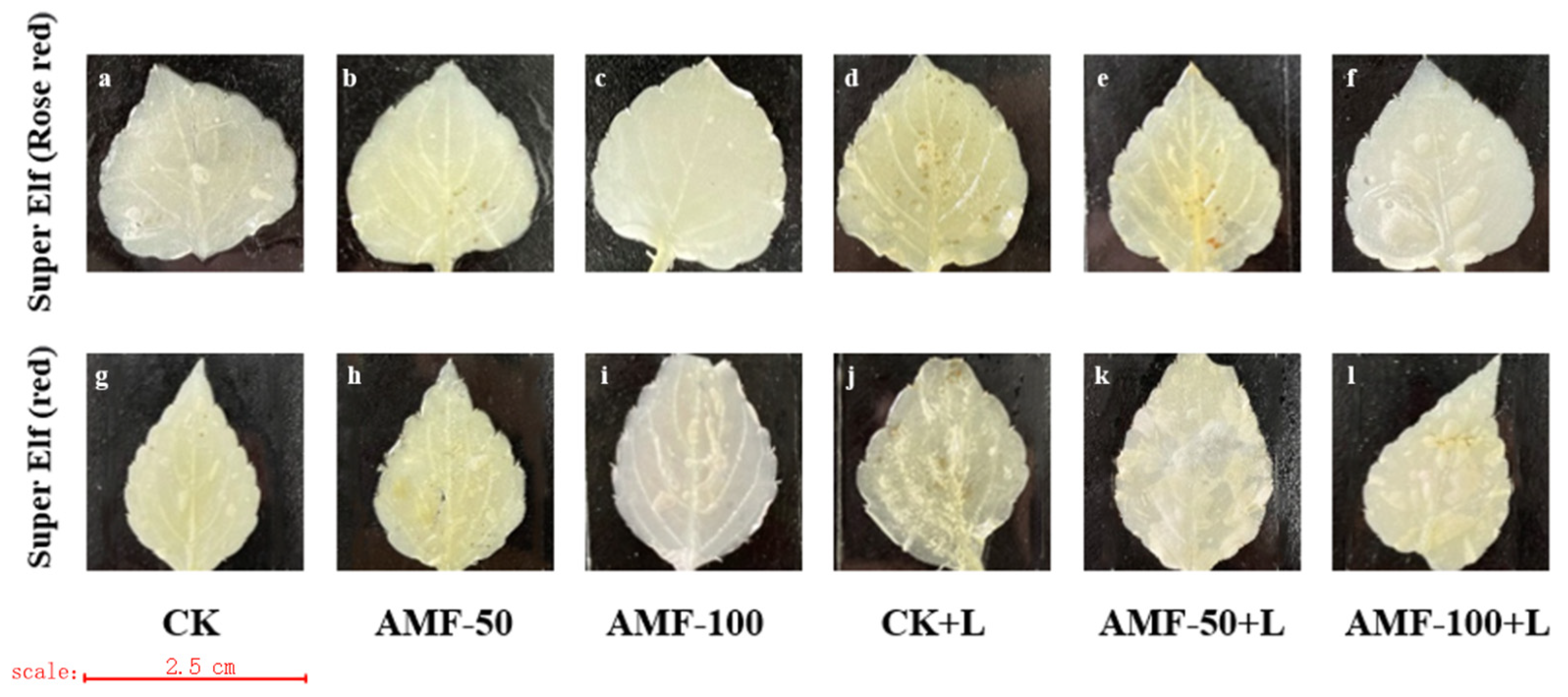 Horticulturae 10 00856 g005