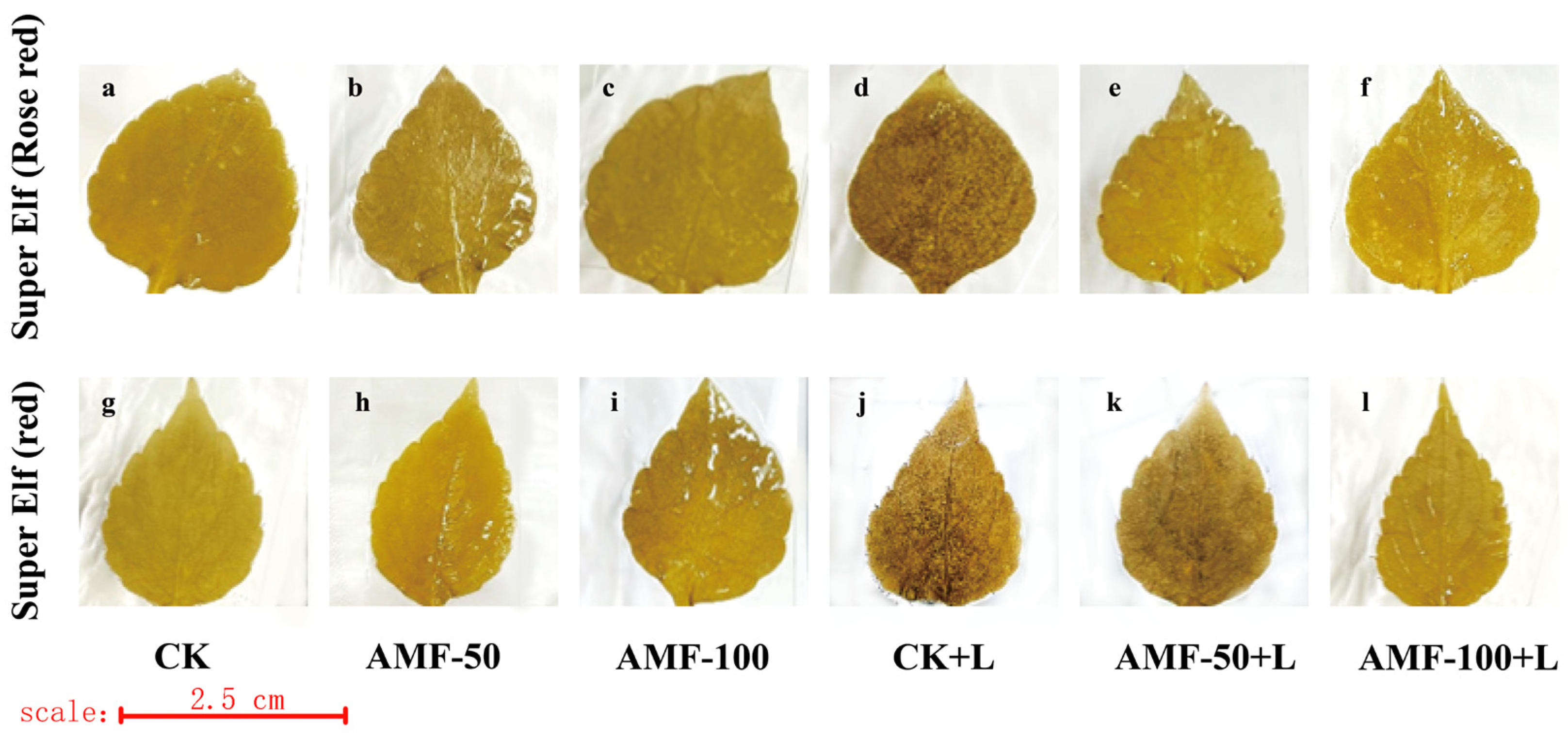 Horticulturae 10 00856 g006