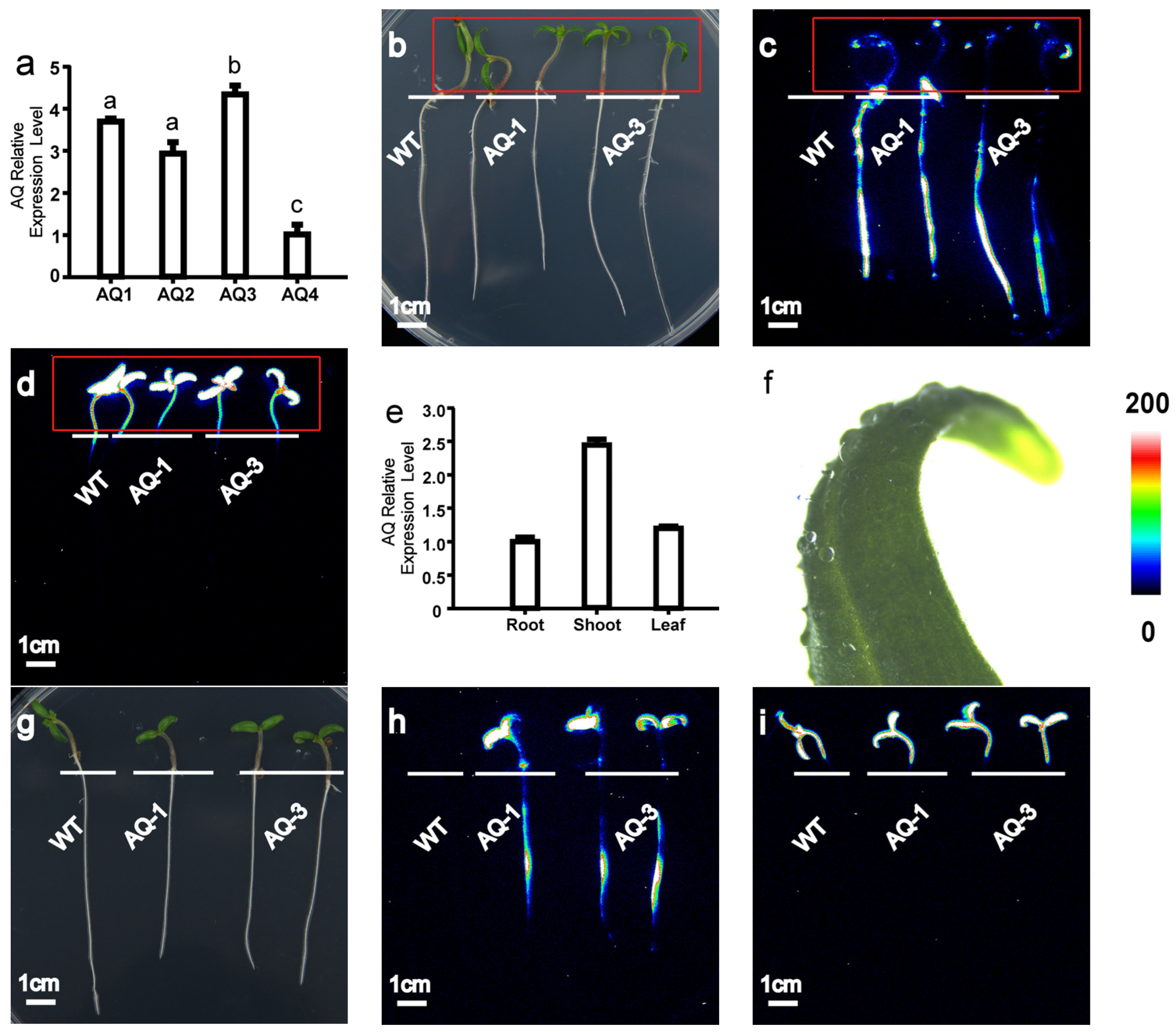 Horticulturae 10 00857 g001