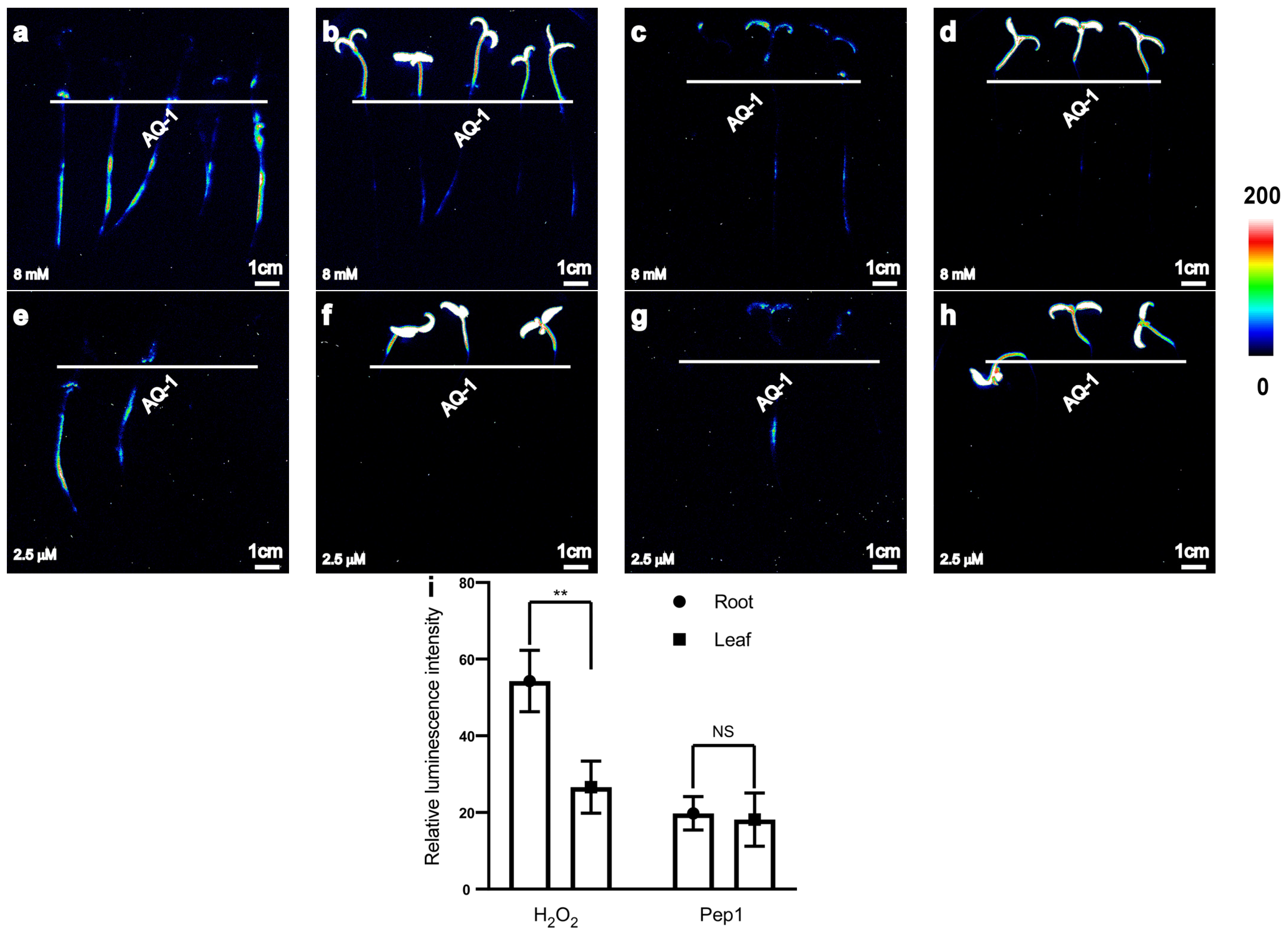 Horticulturae 10 00857 g004
