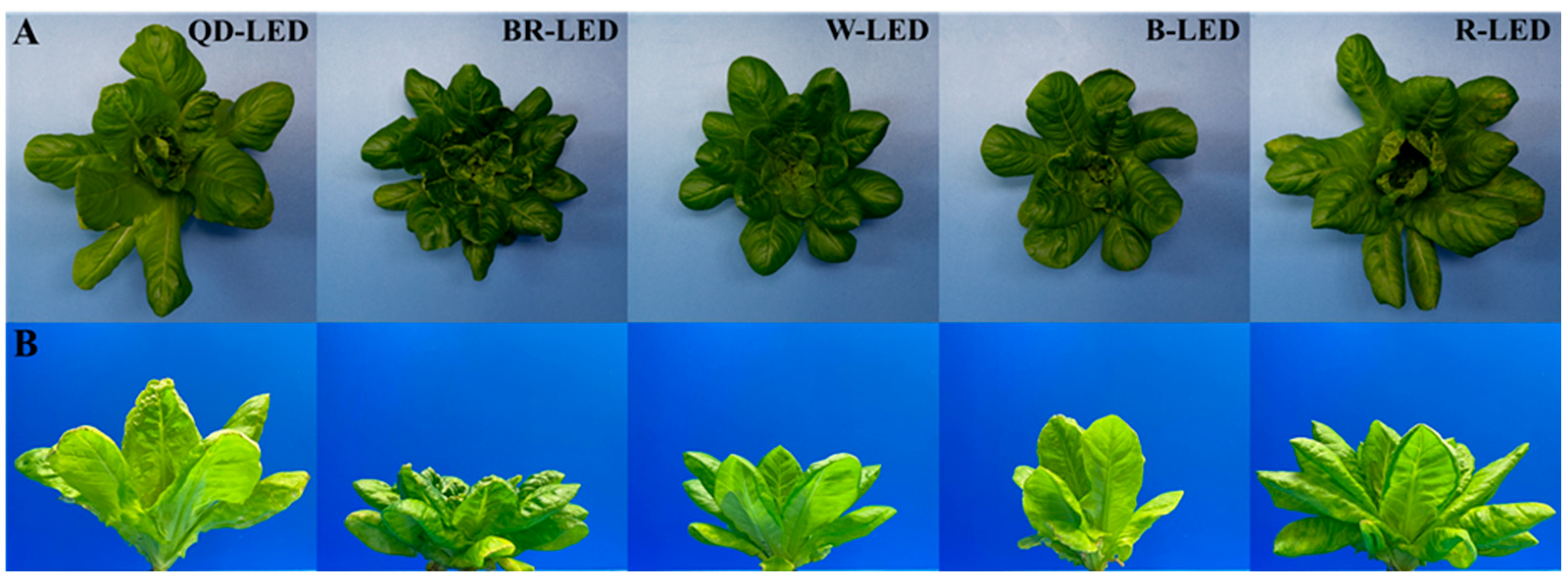 Horticulturae 10 00860 g008