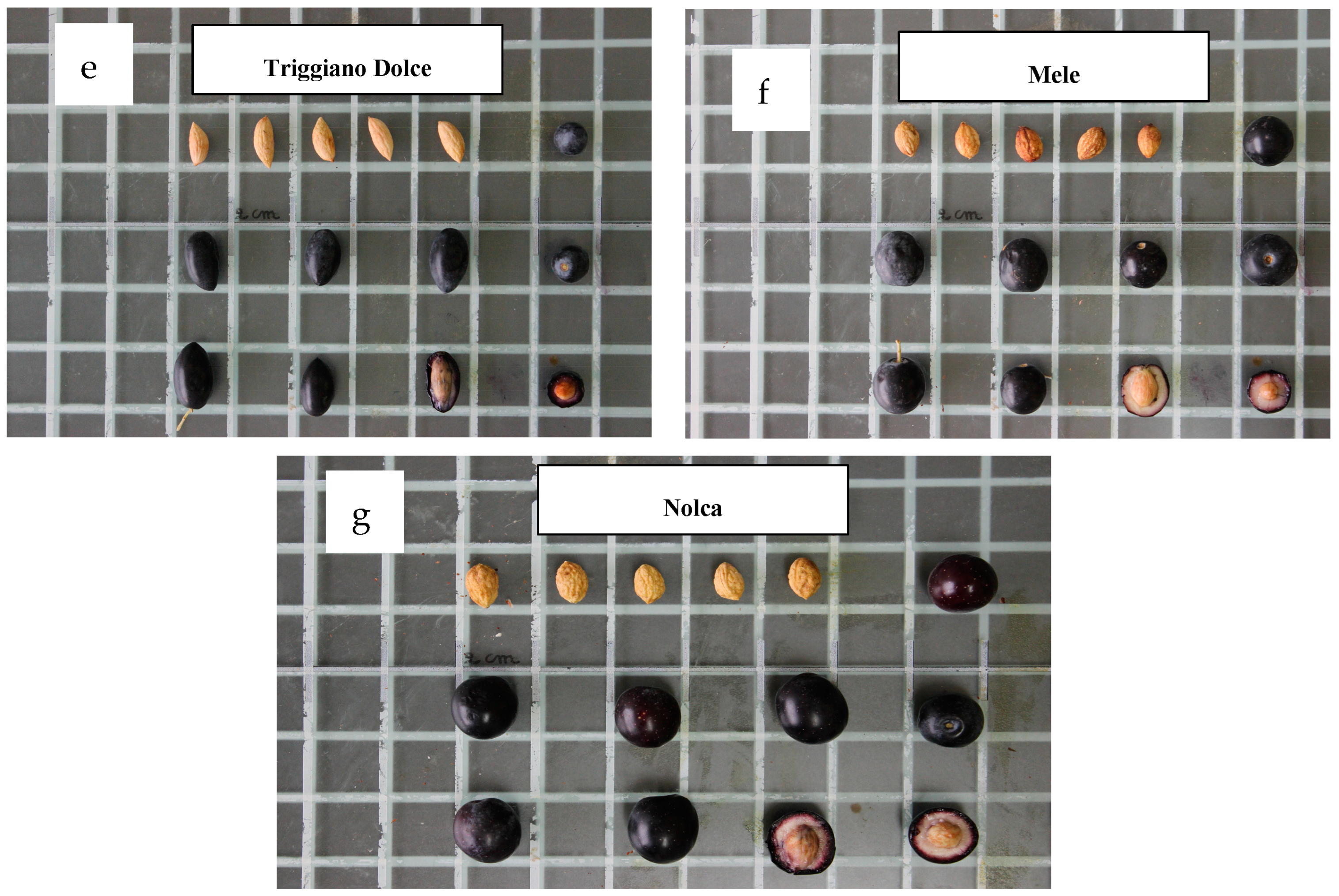 Horticulturae 10 00861 g002b