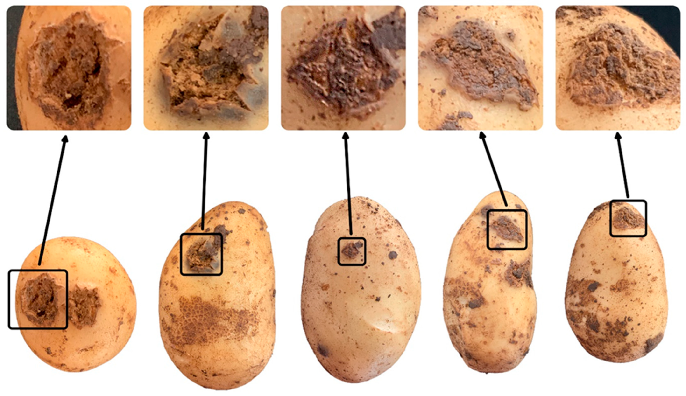 Horticulturae 10 00865 g001