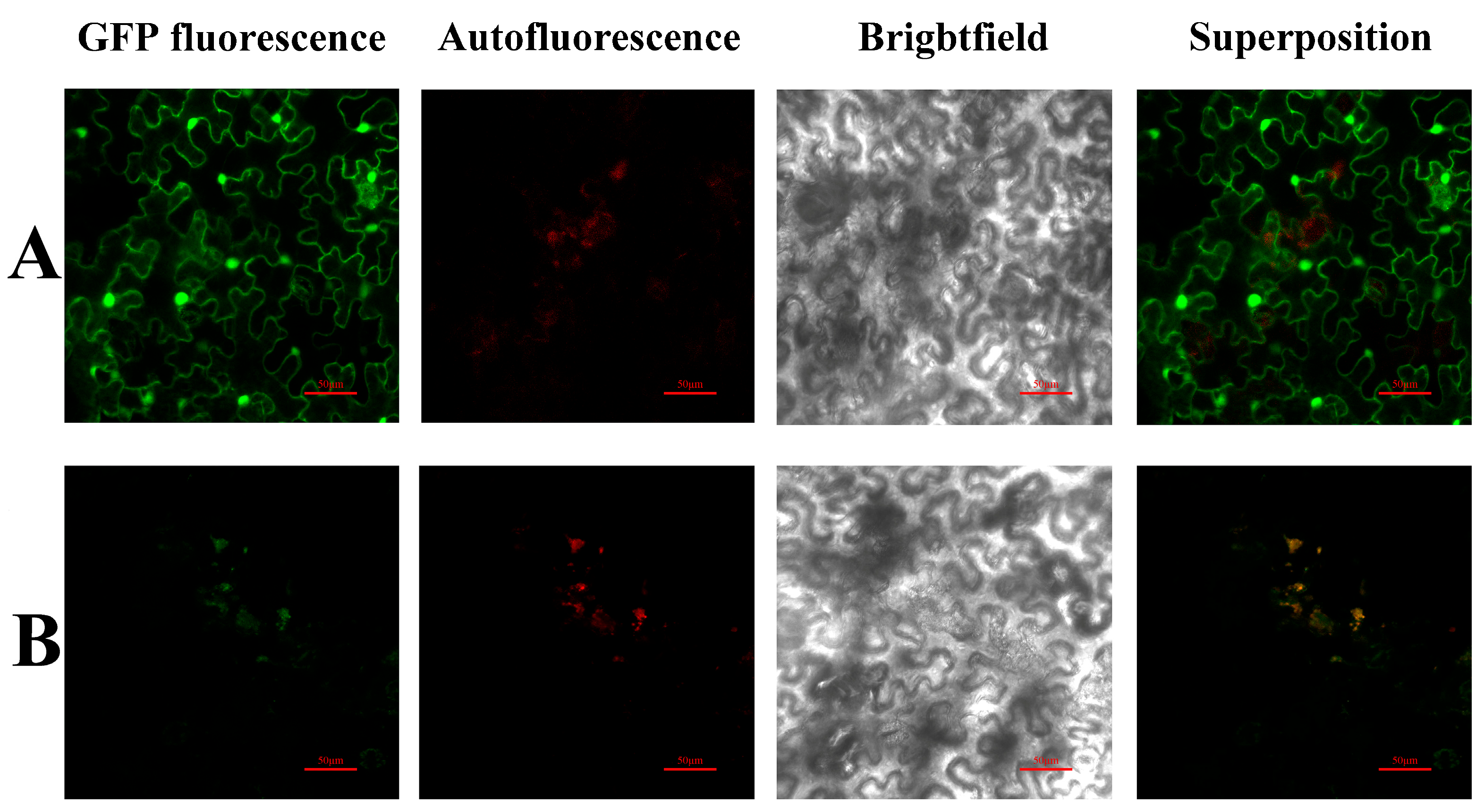 Horticulturae 10 00887 g003