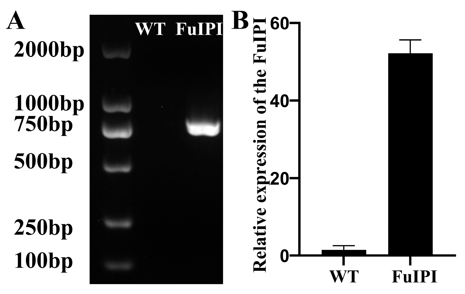 Horticulturae 10 00887 g004