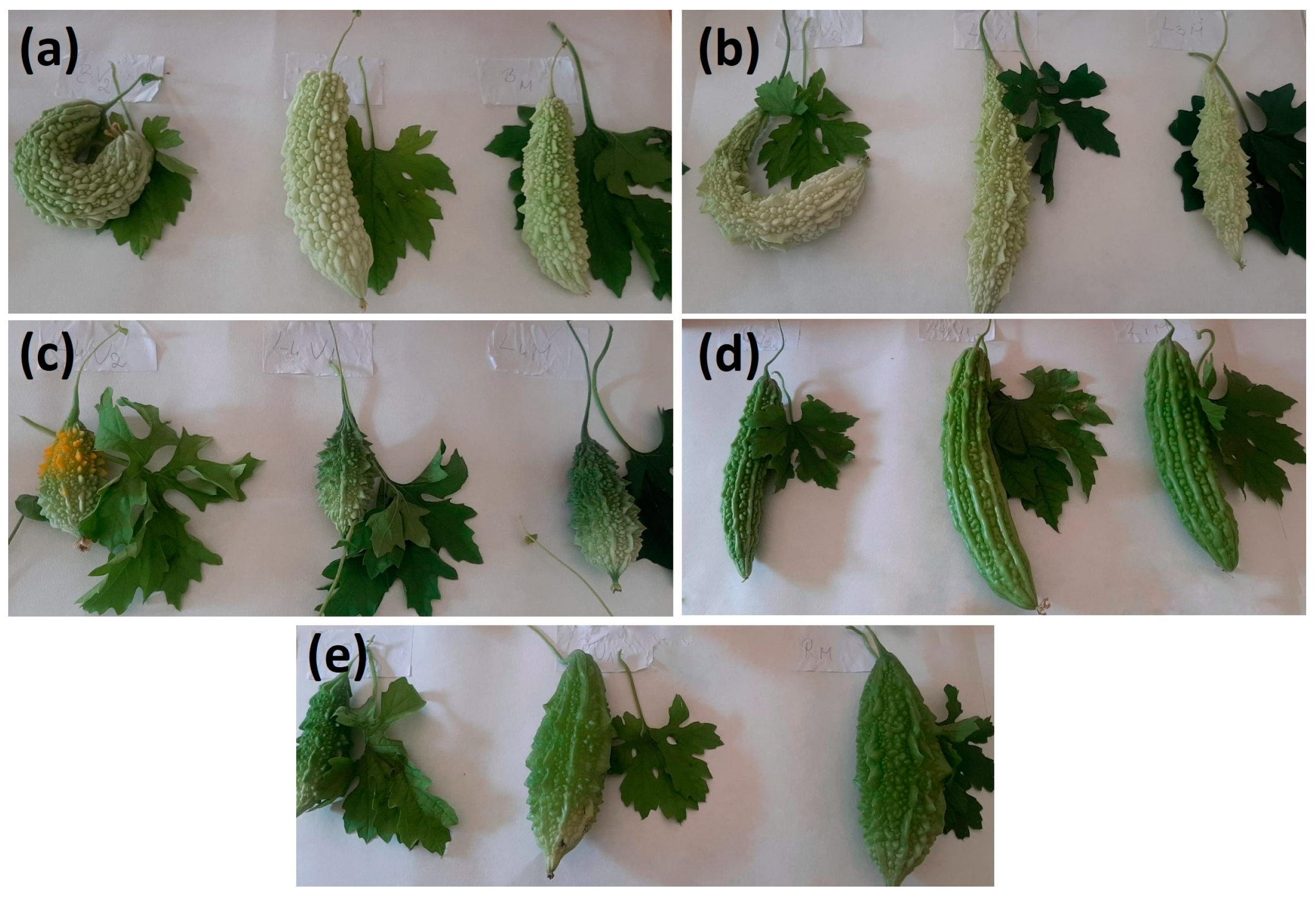 Horticulturae 10 00893 g001