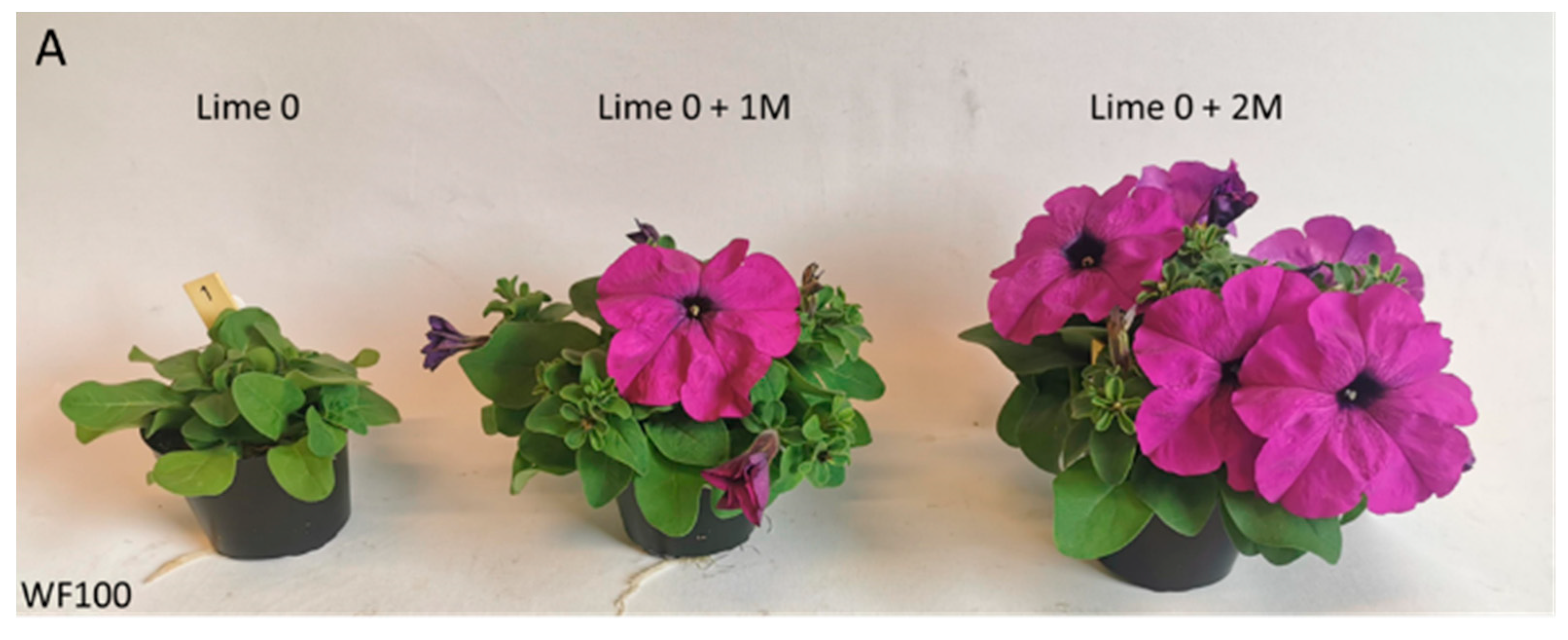 Horticulturae 10 00895 g006a