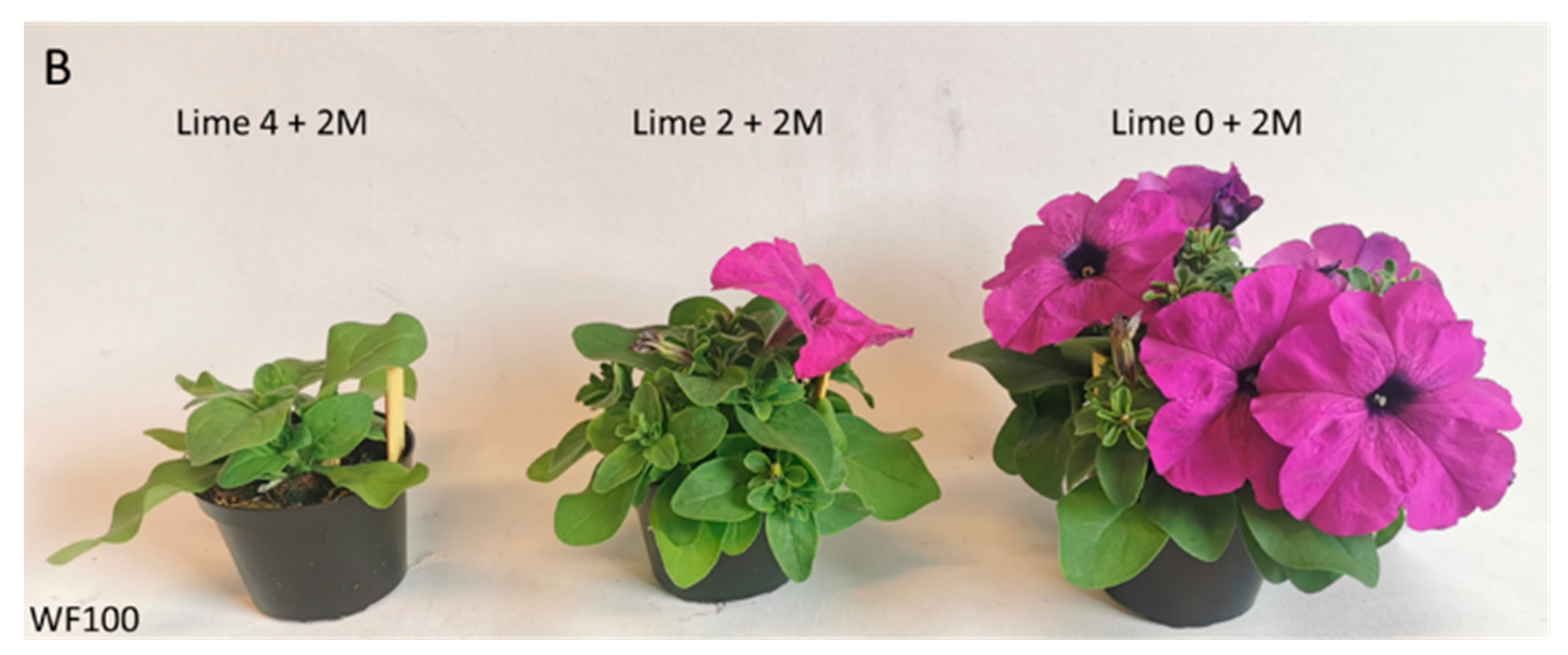 Horticulturae 10 00895 g006b