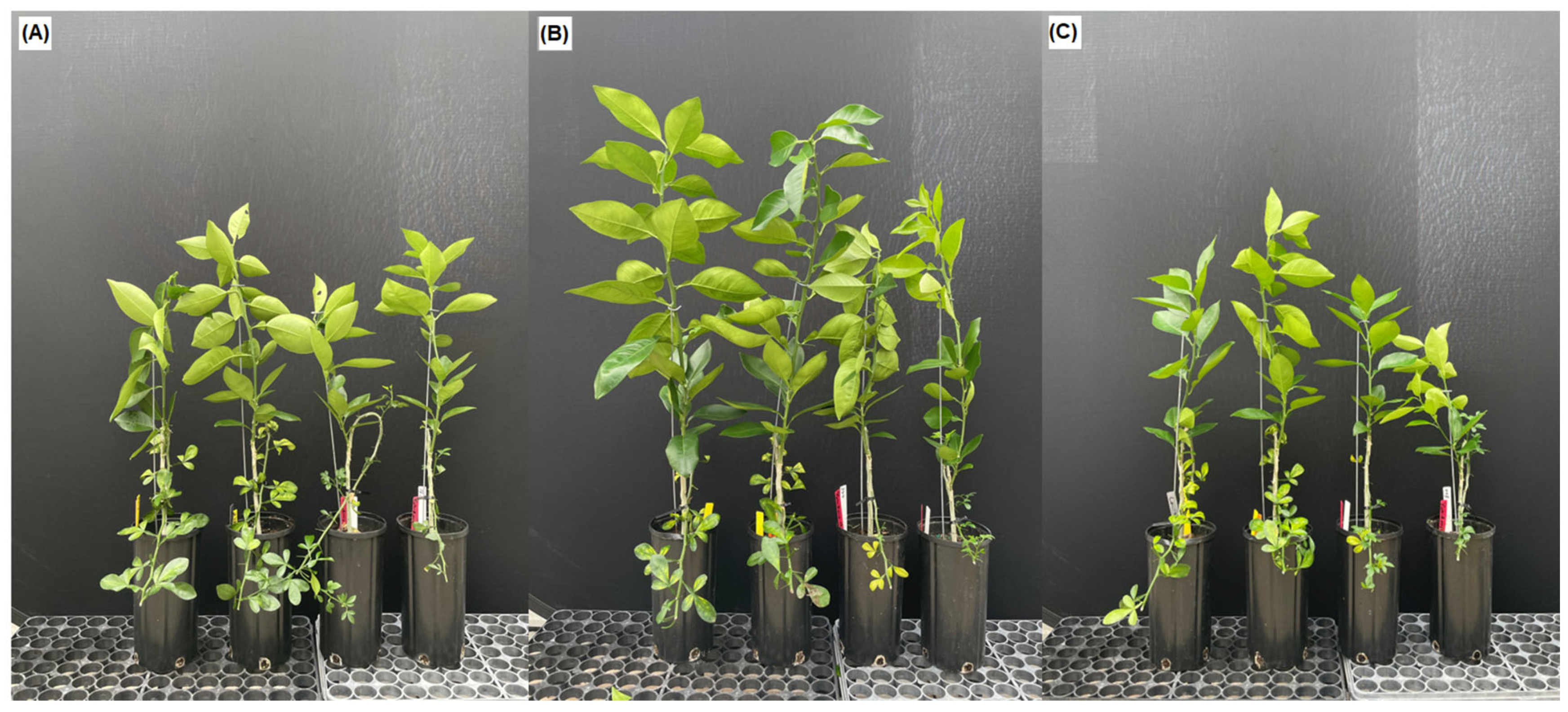 Horticulturae 10 00897 g003