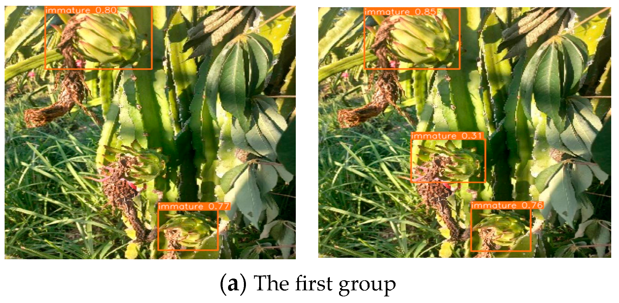 Horticulturae 10 00899 g015a