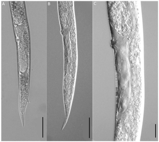 Horticulturae 10 00902 g003