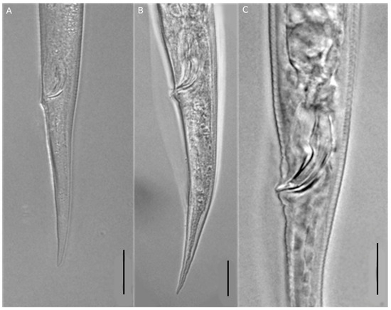 Horticulturae 10 00902 g004