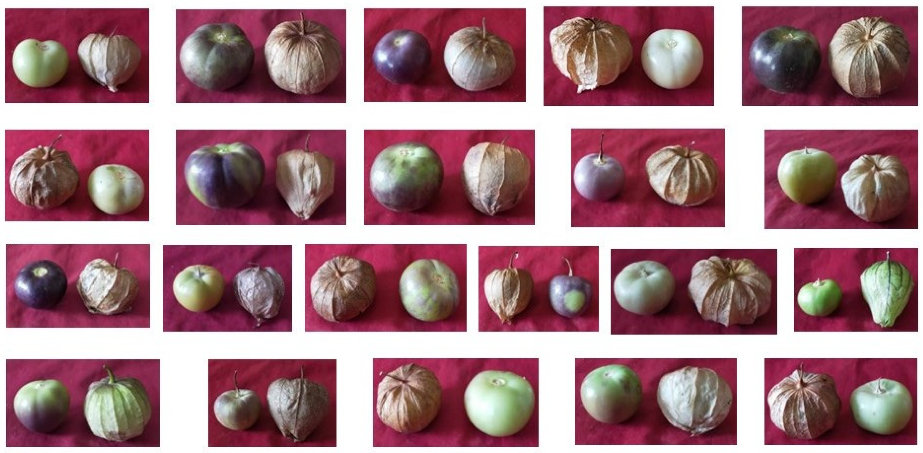 Horticulturae 10 00913 g006