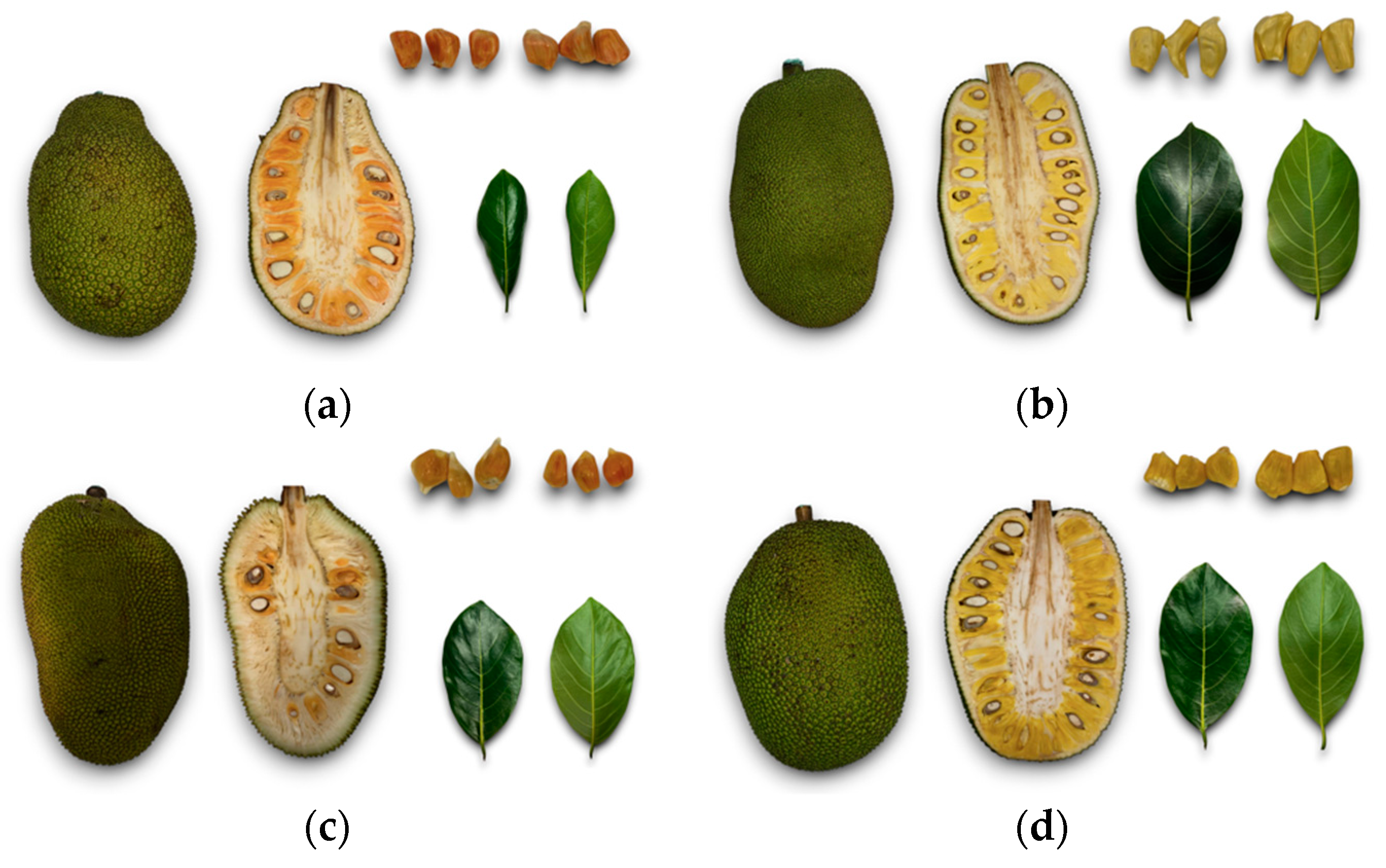 Horticulturae 10 00918 g001