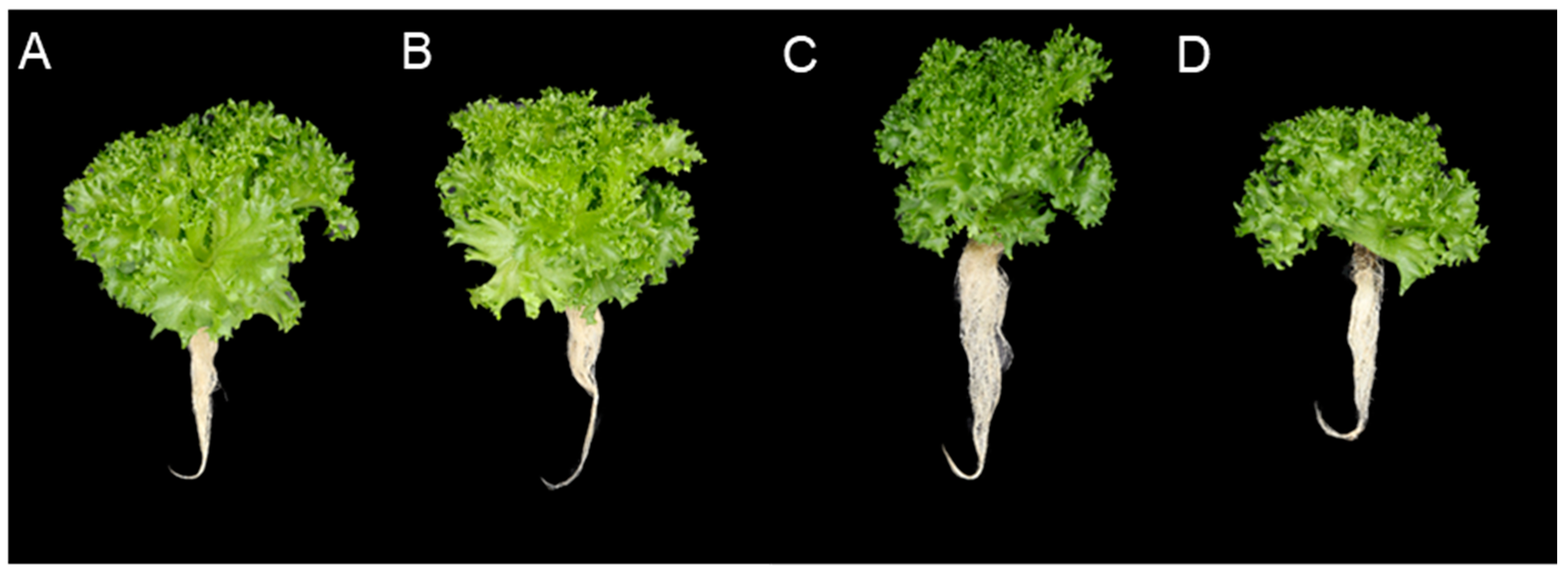 Horticulturae 10 00919 g008