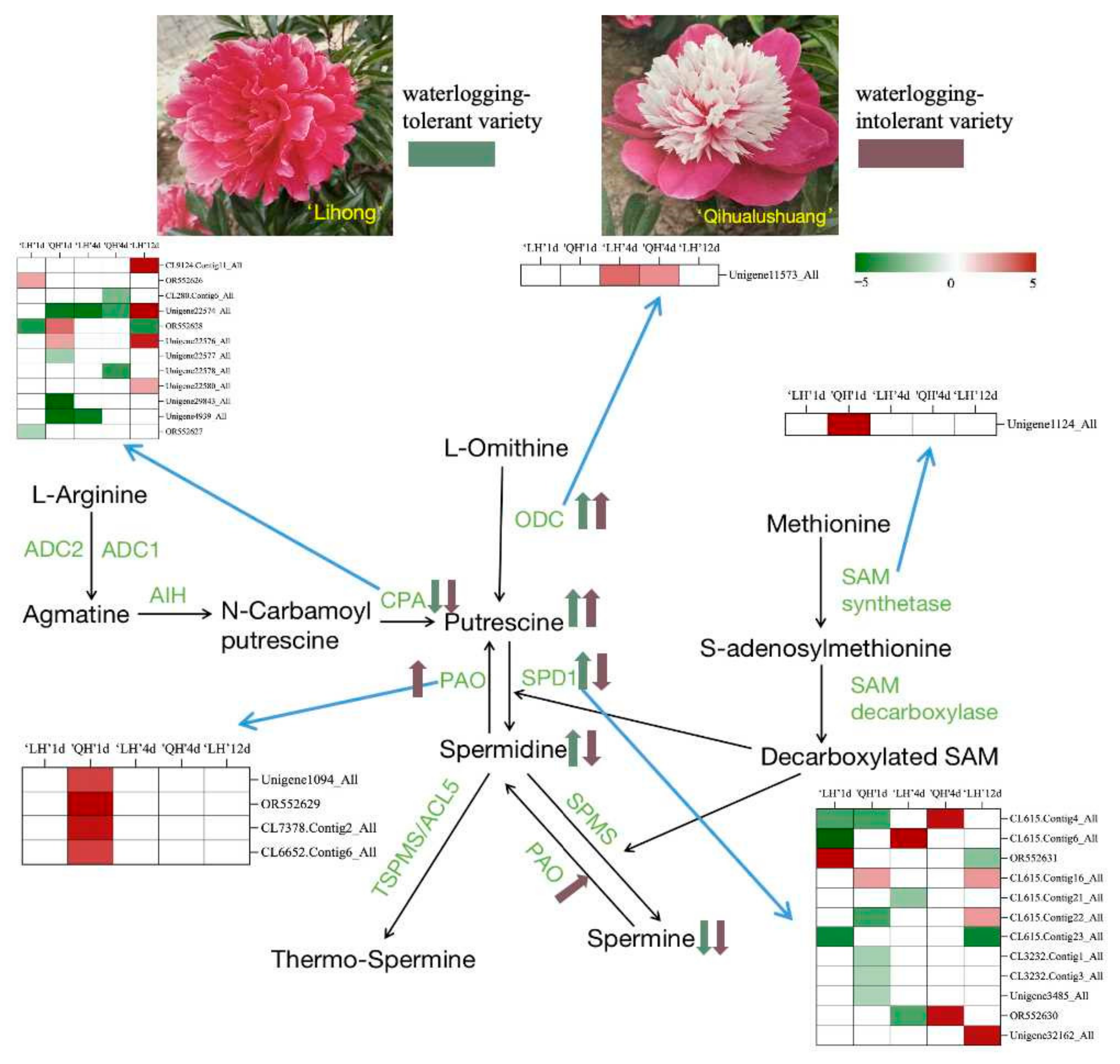 Horticulturae 10 00928 g012