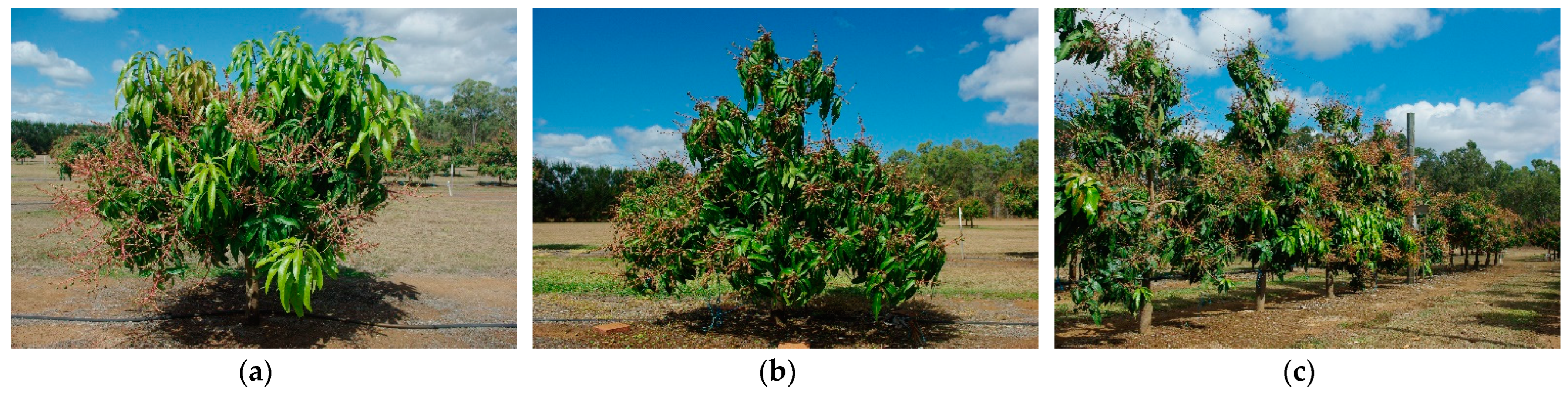 Horticulturae 10 00937 g002