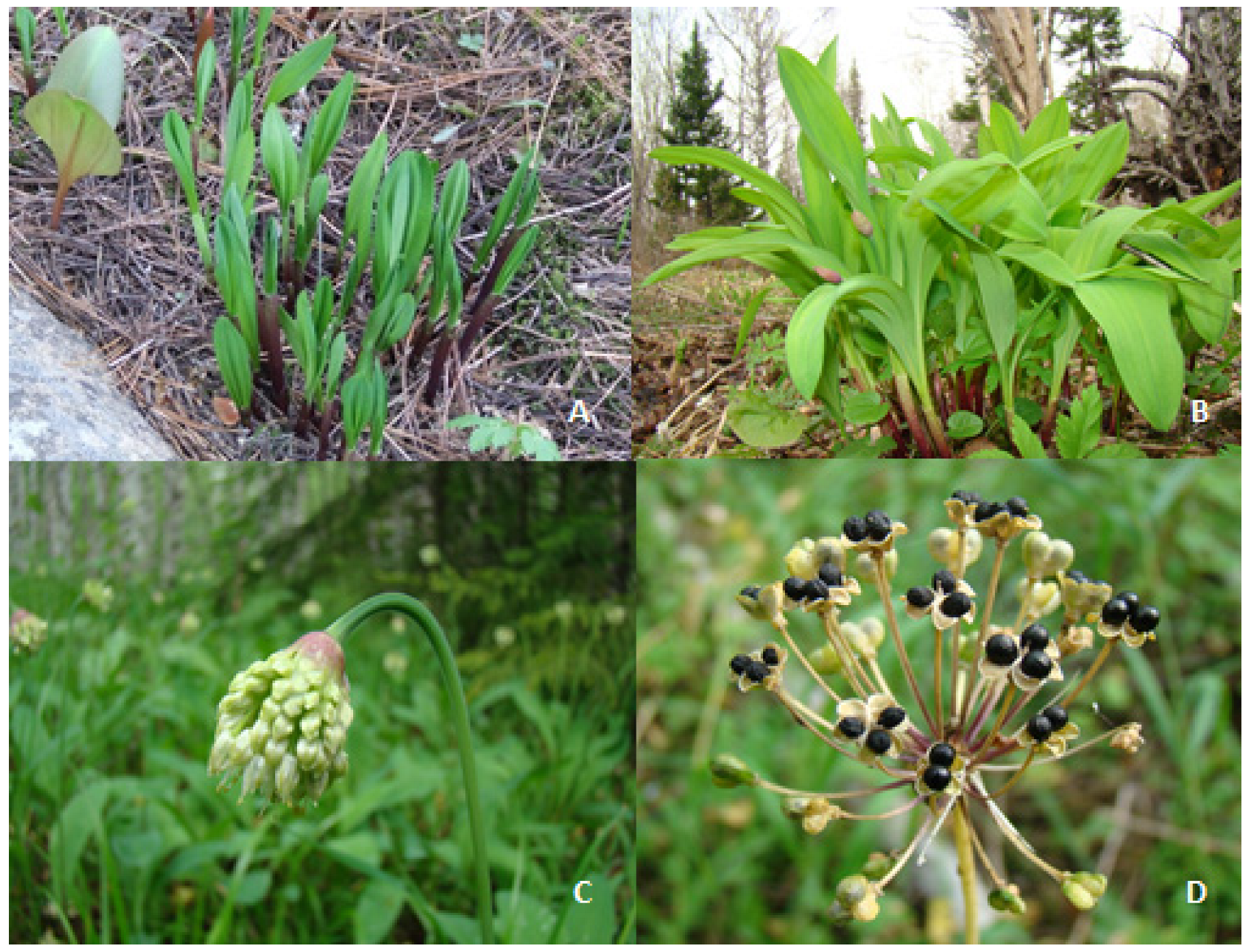 Horticulturae 10 00943 g001