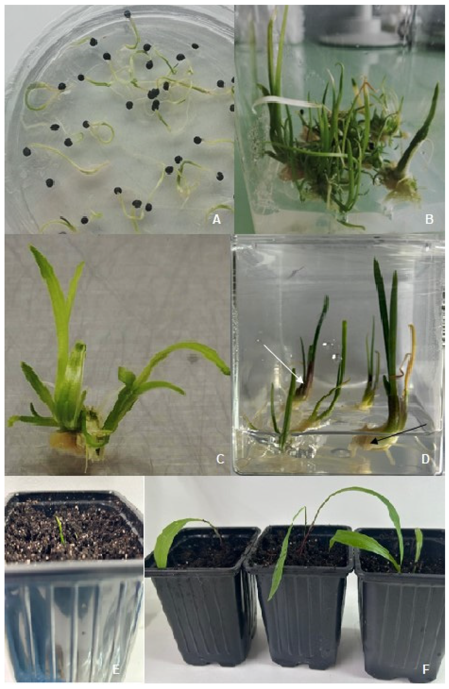 Horticulturae 10 00943 g003