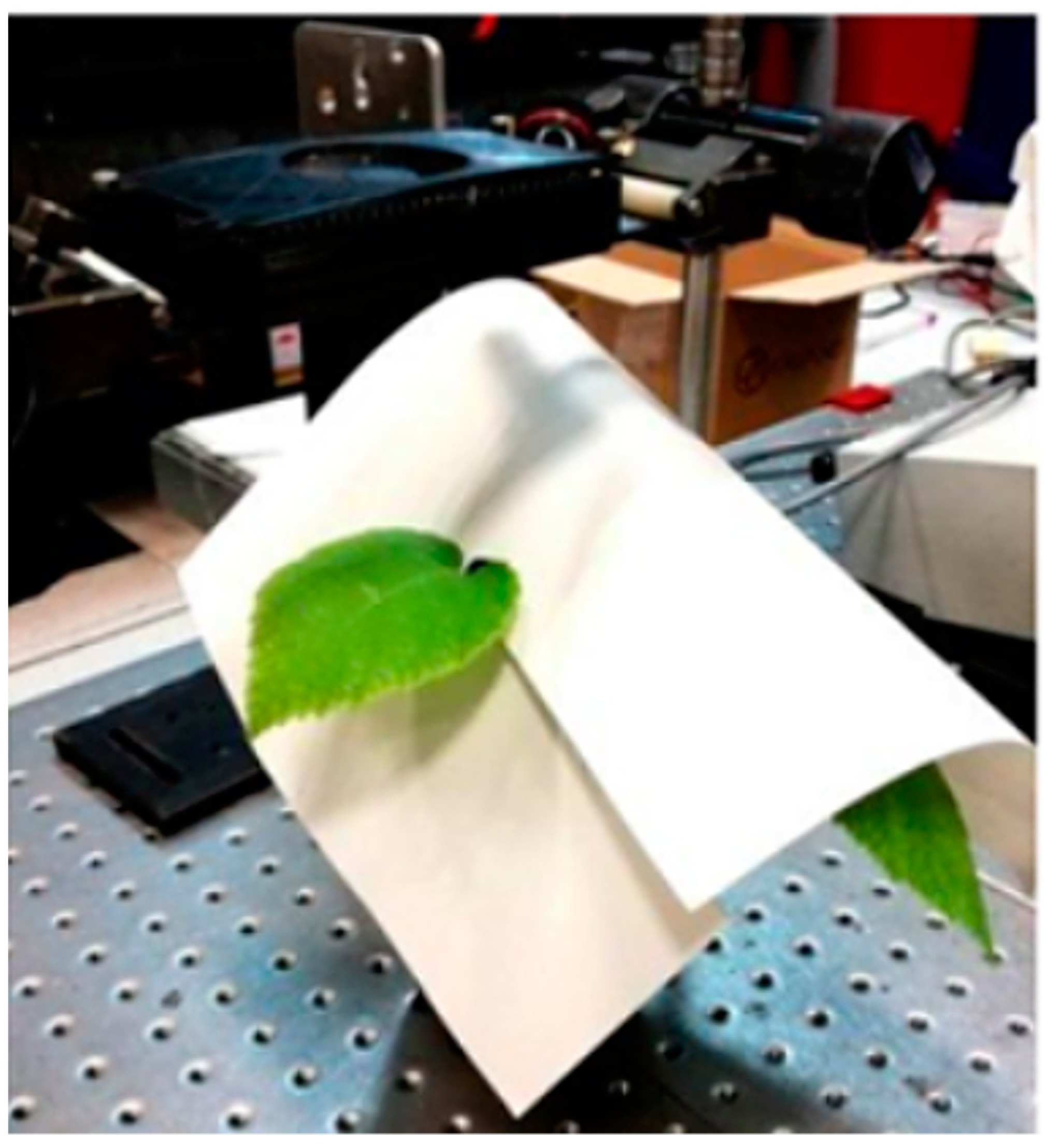 Horticulturae 10 00944 g003