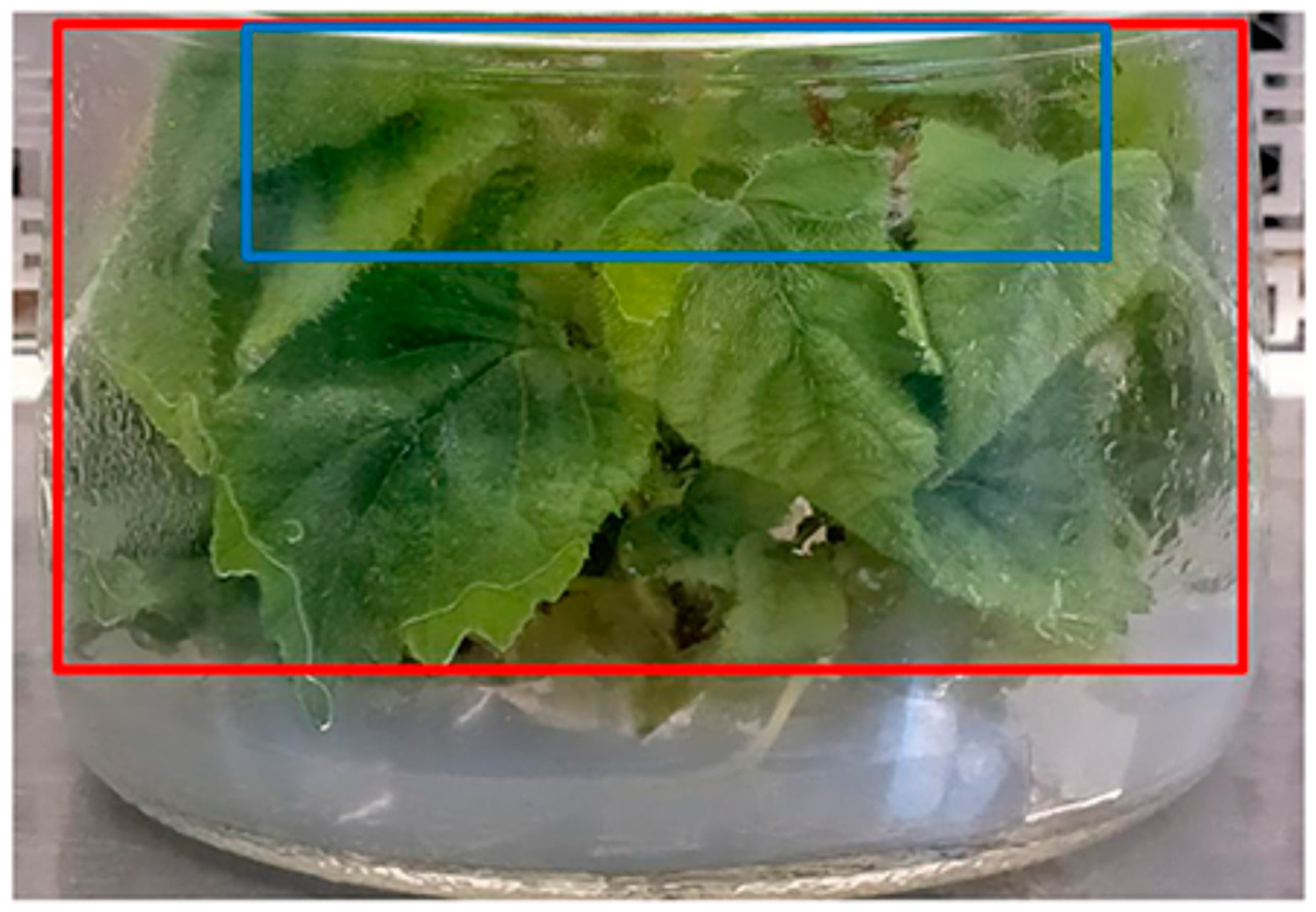 Horticulturae 10 00944 g004