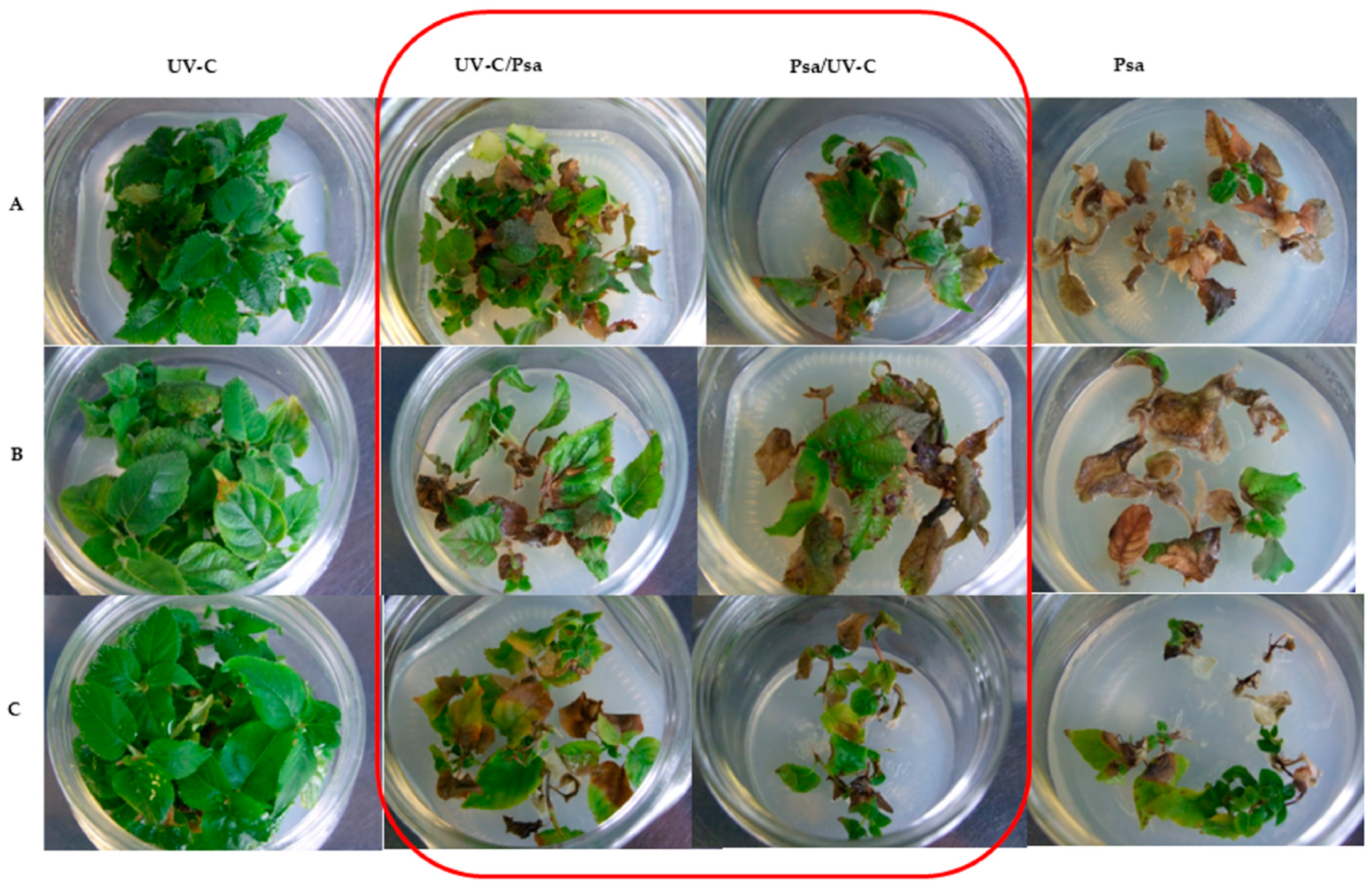 Horticulturae 10 00944 g005