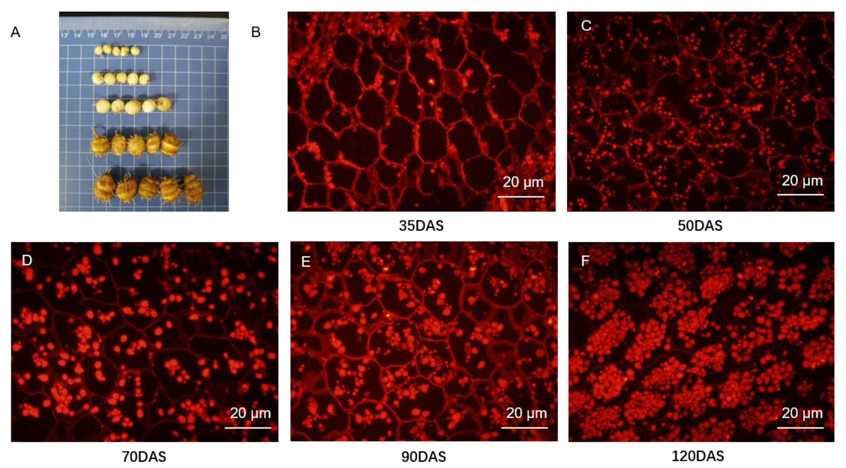 Horticulturae 10 00945 g001