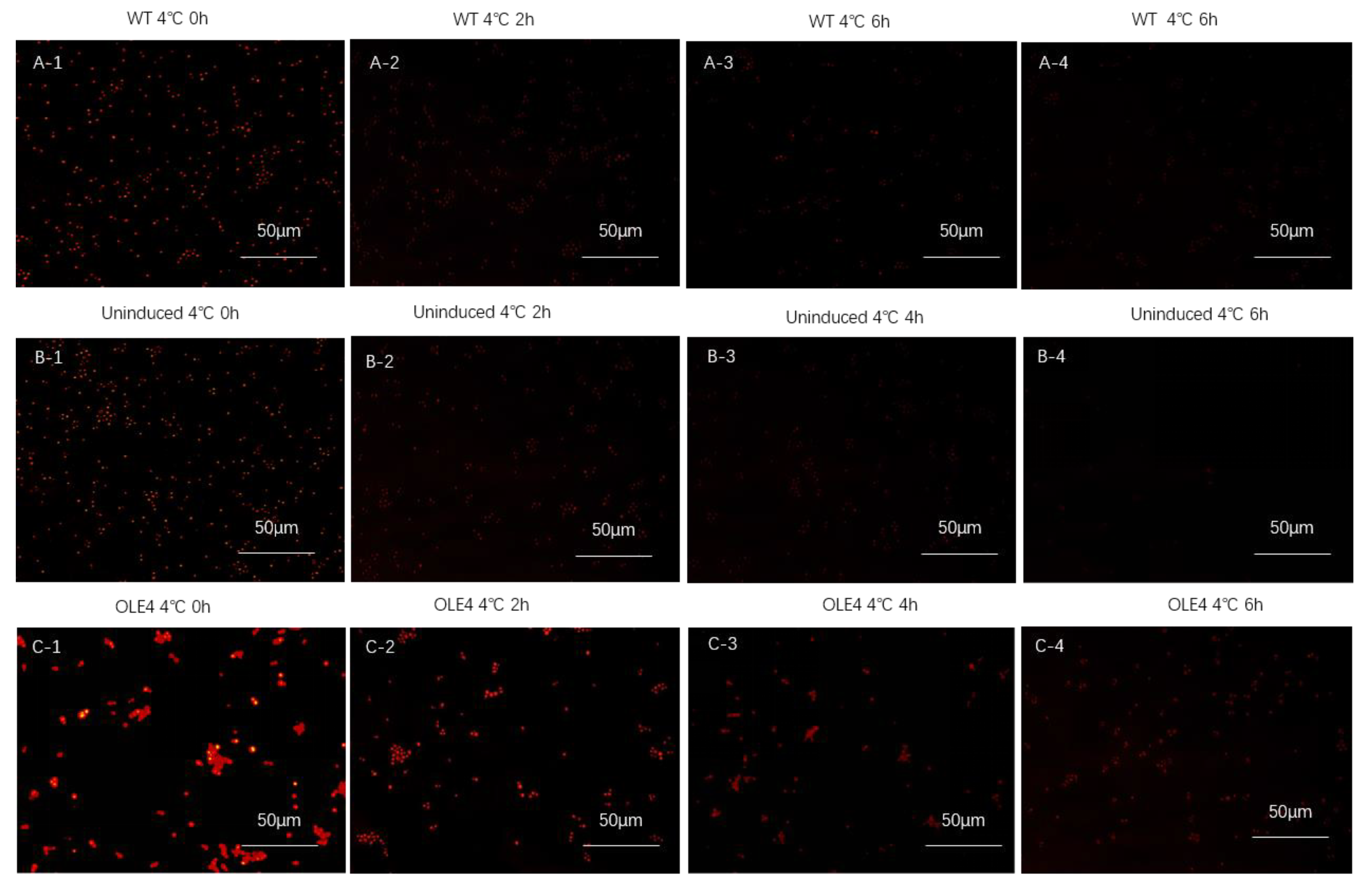 Horticulturae 10 00945 g007