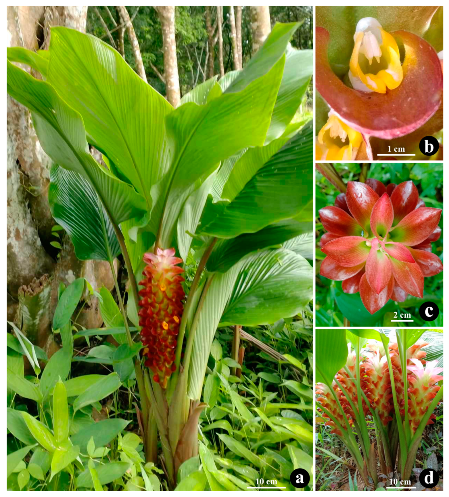 Horticulturae 10 00950 g002