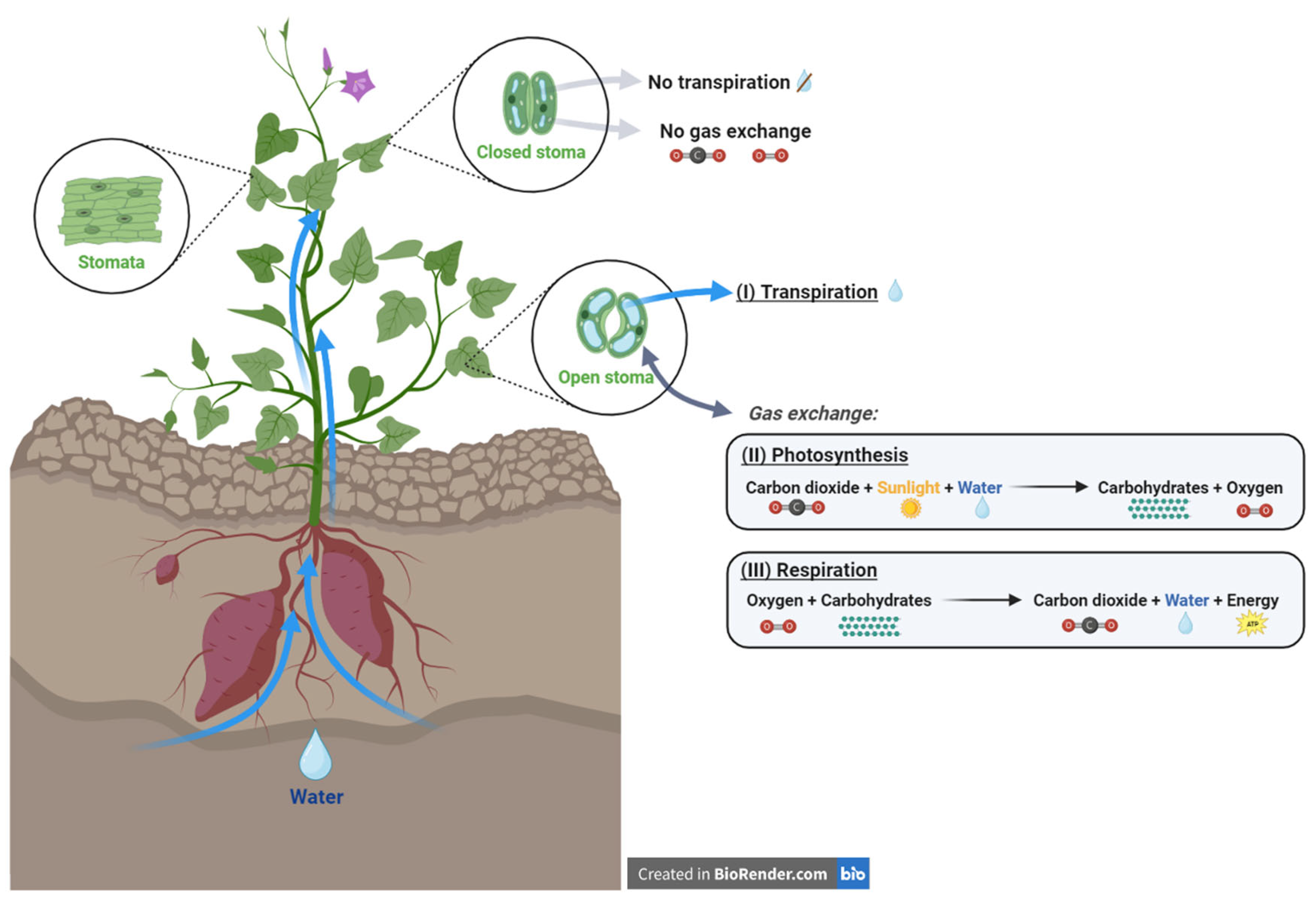 Horticulturae 10 00951 g001