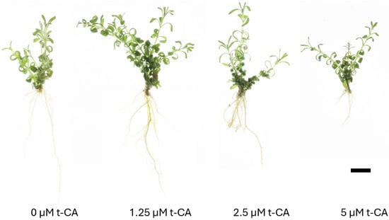 Horticulturae 10 00954 g006